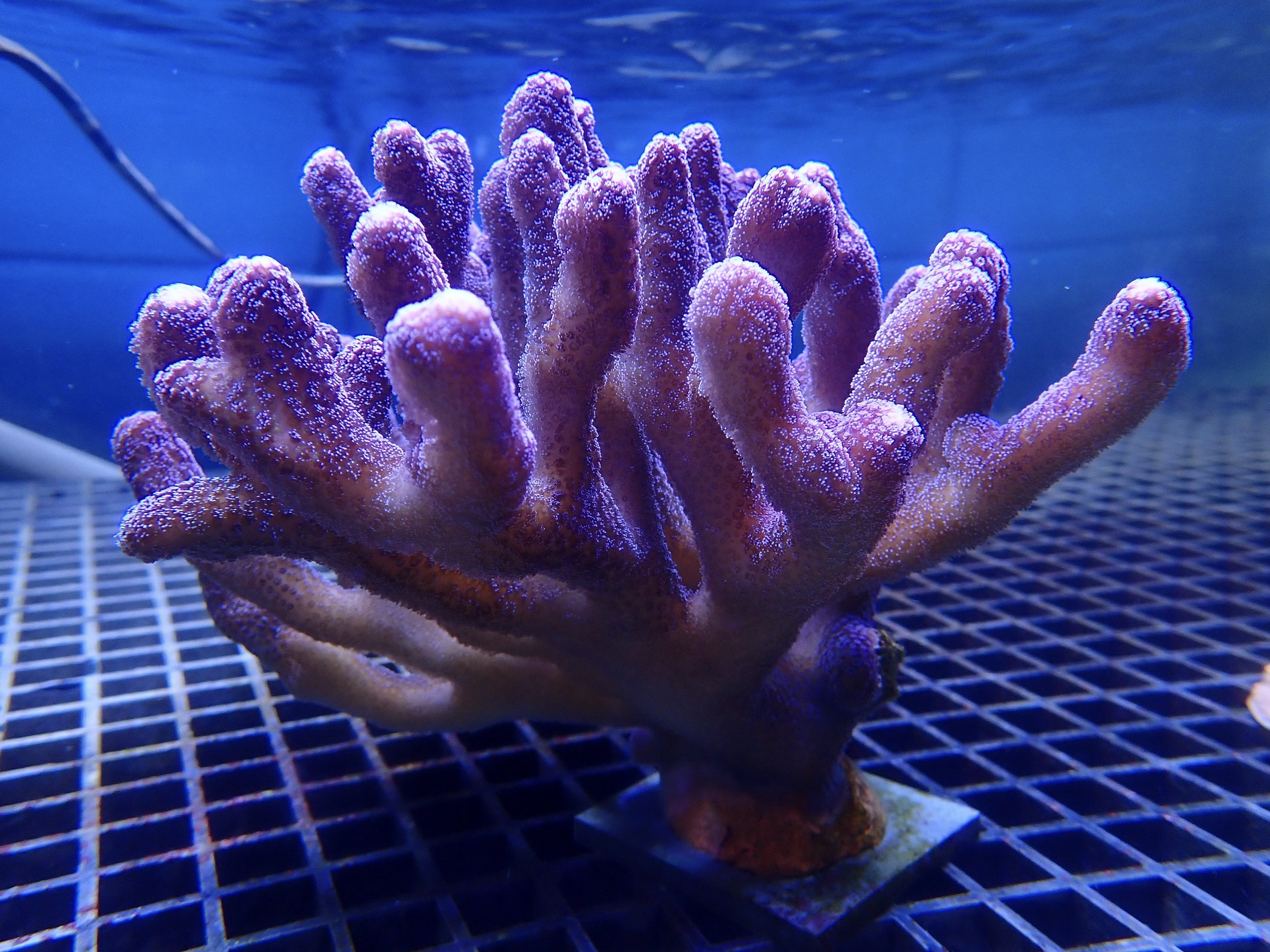 Purple branching coral colony growing on a grid in a BRANCH cultivation tank