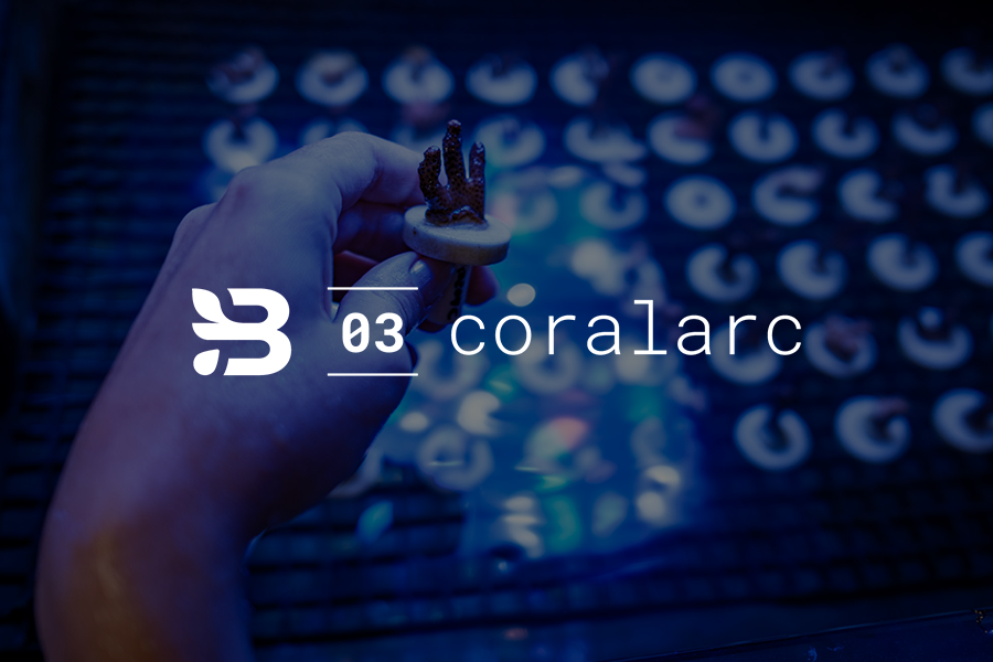 Hand holding fragment of coral above grid of coral fragments.