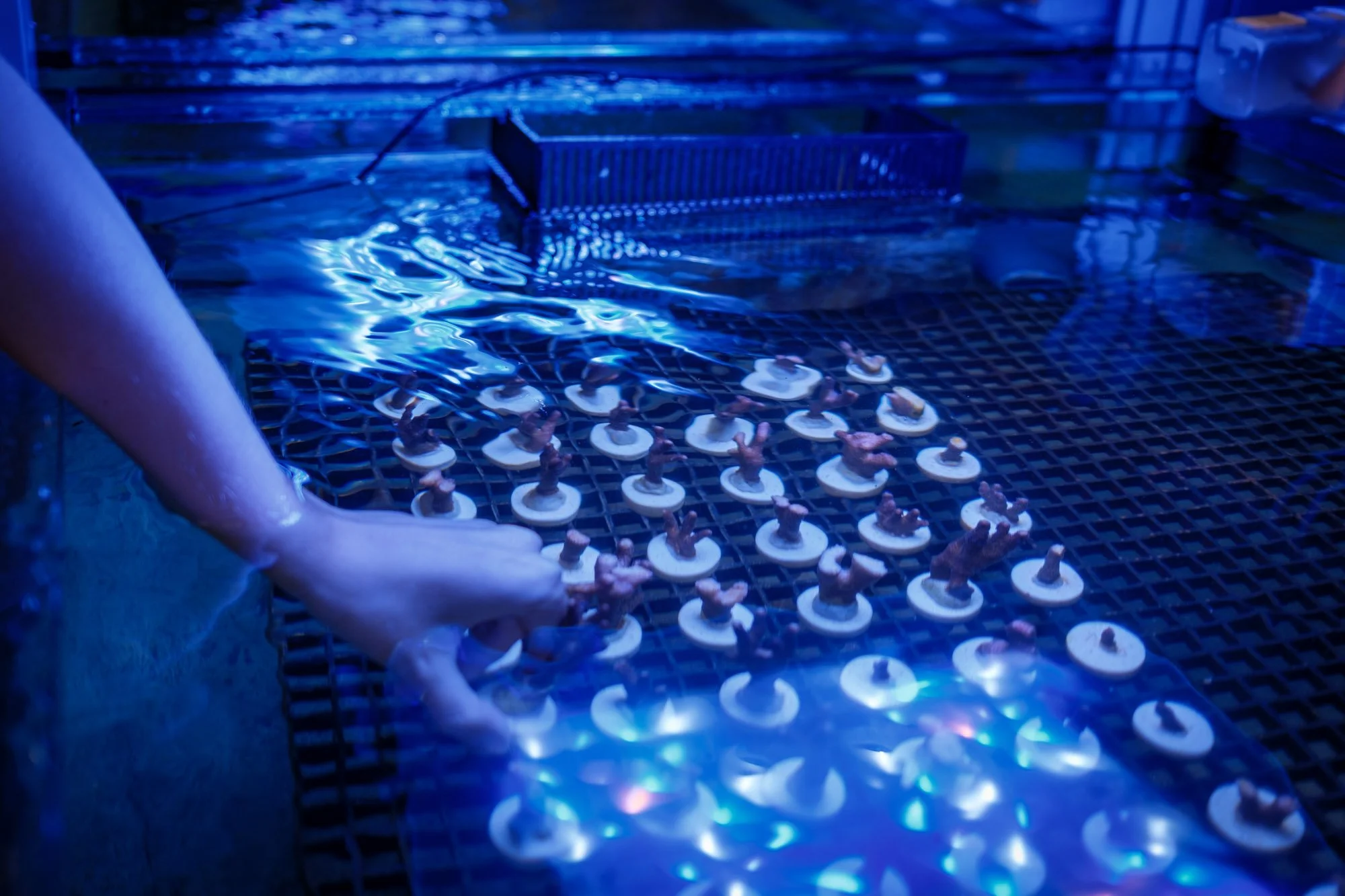 Hand placing coral fragments on plugs in a blue-lit nursery tank