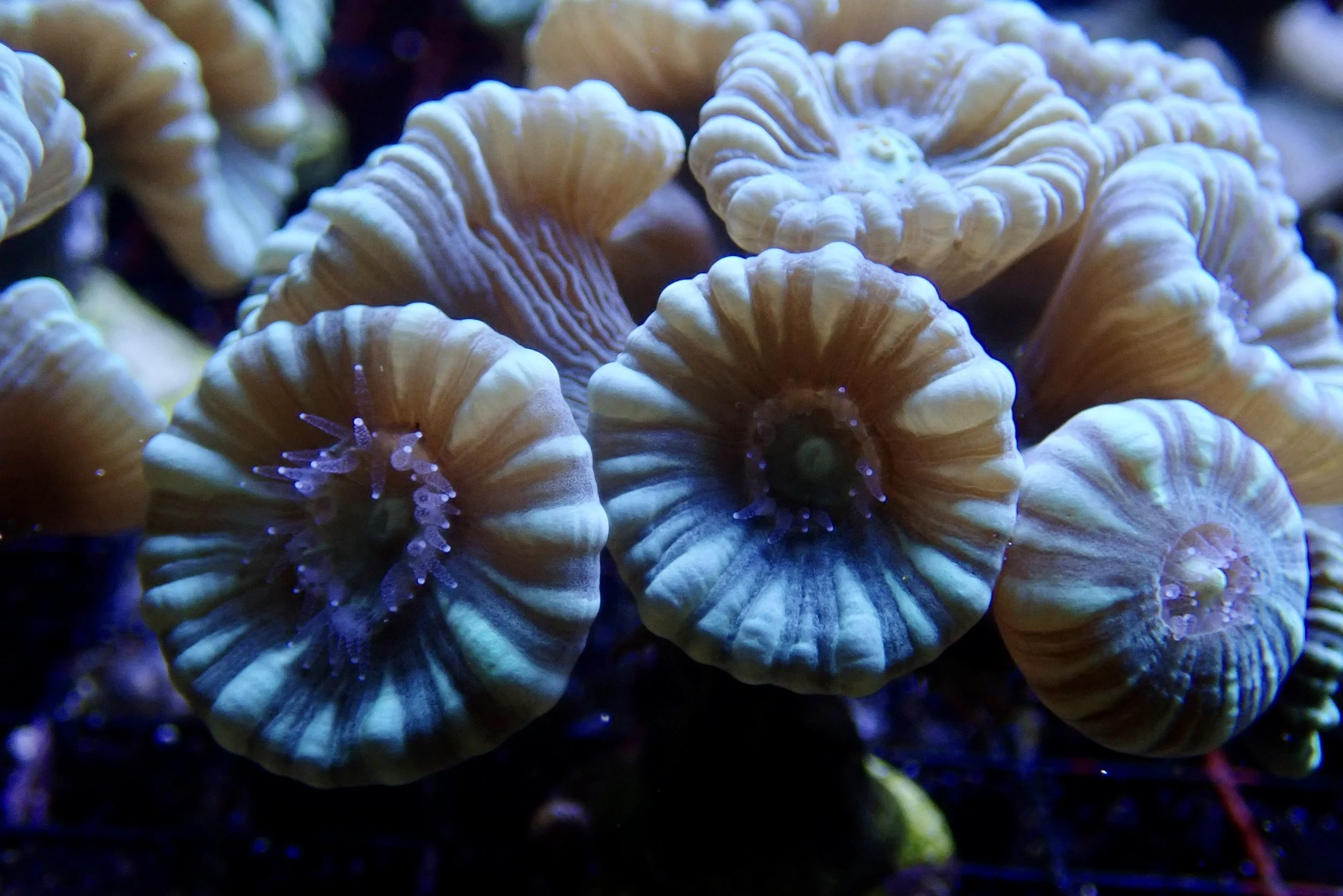 Close-up of coral polyps growing in the BRANCH coral nursery in Utrecht