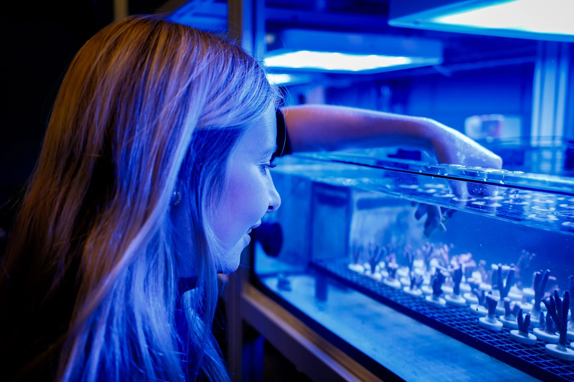 Researcher monitoring young corals in a blue-lit tank at the BRANCH lab