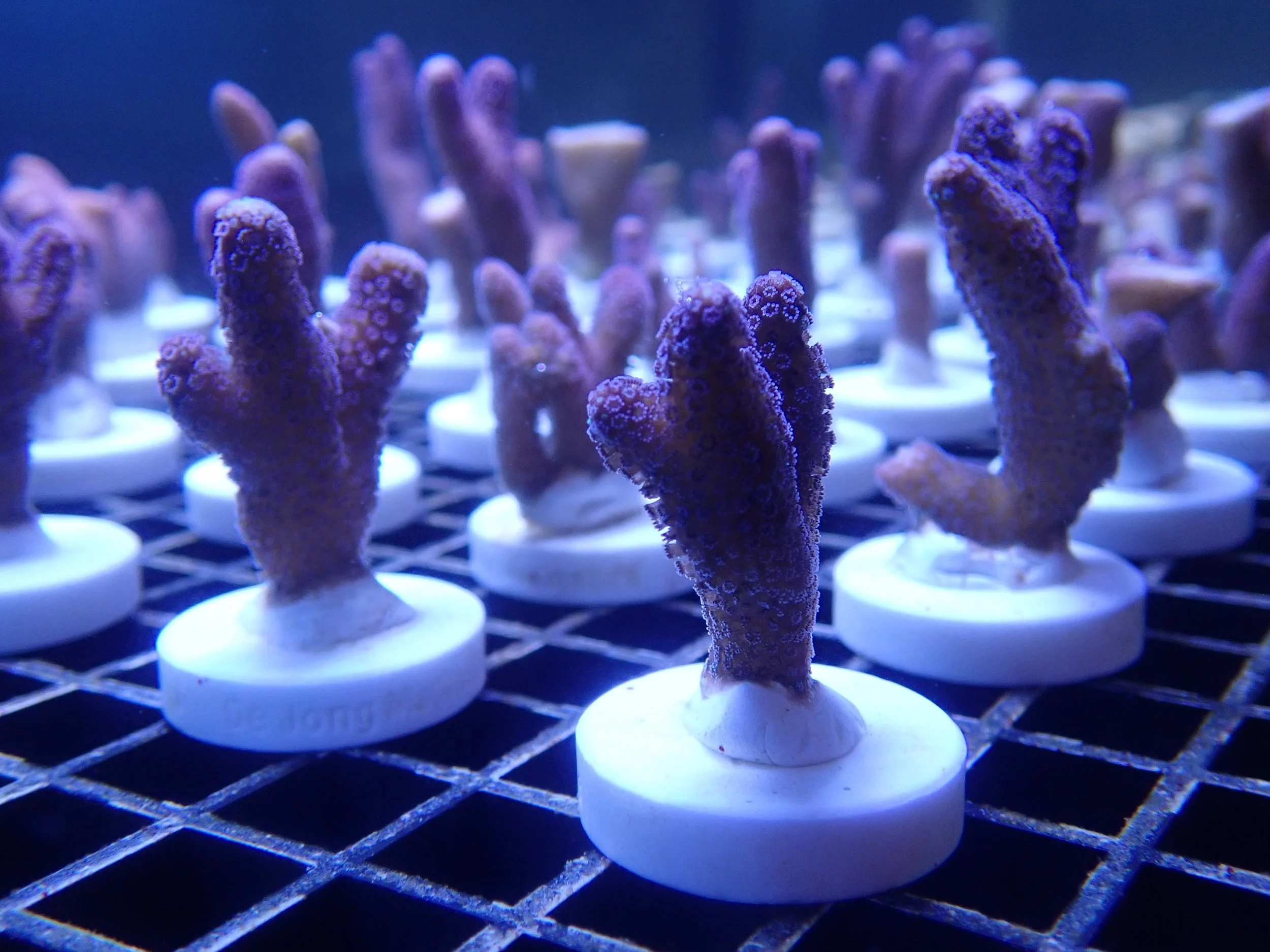 Rows of young coral fragments on plugs, ready for research at BRANCH
