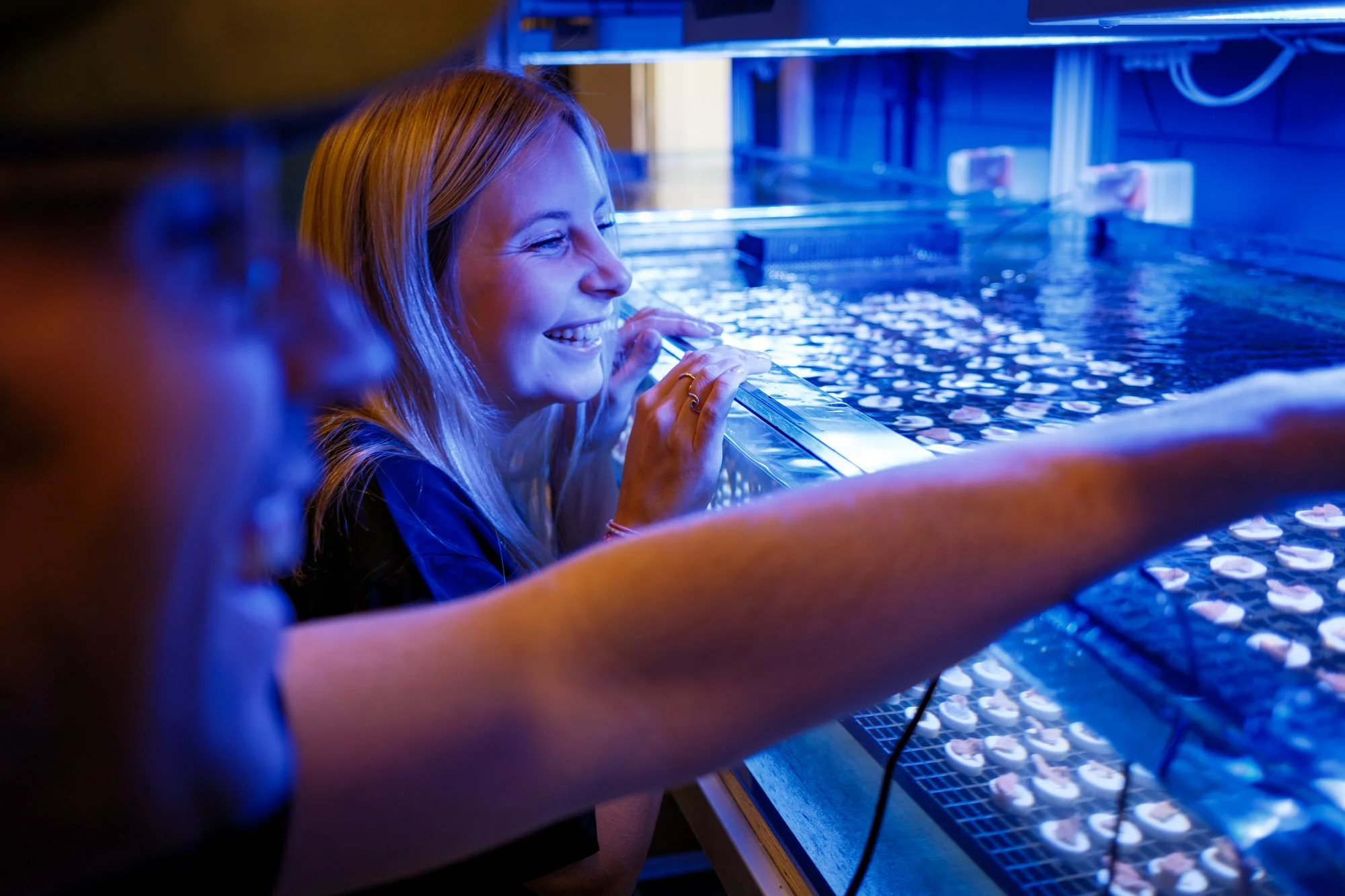 Researchers inspecting coral fragments in a blue-lit cultivation tank at BRANCH
