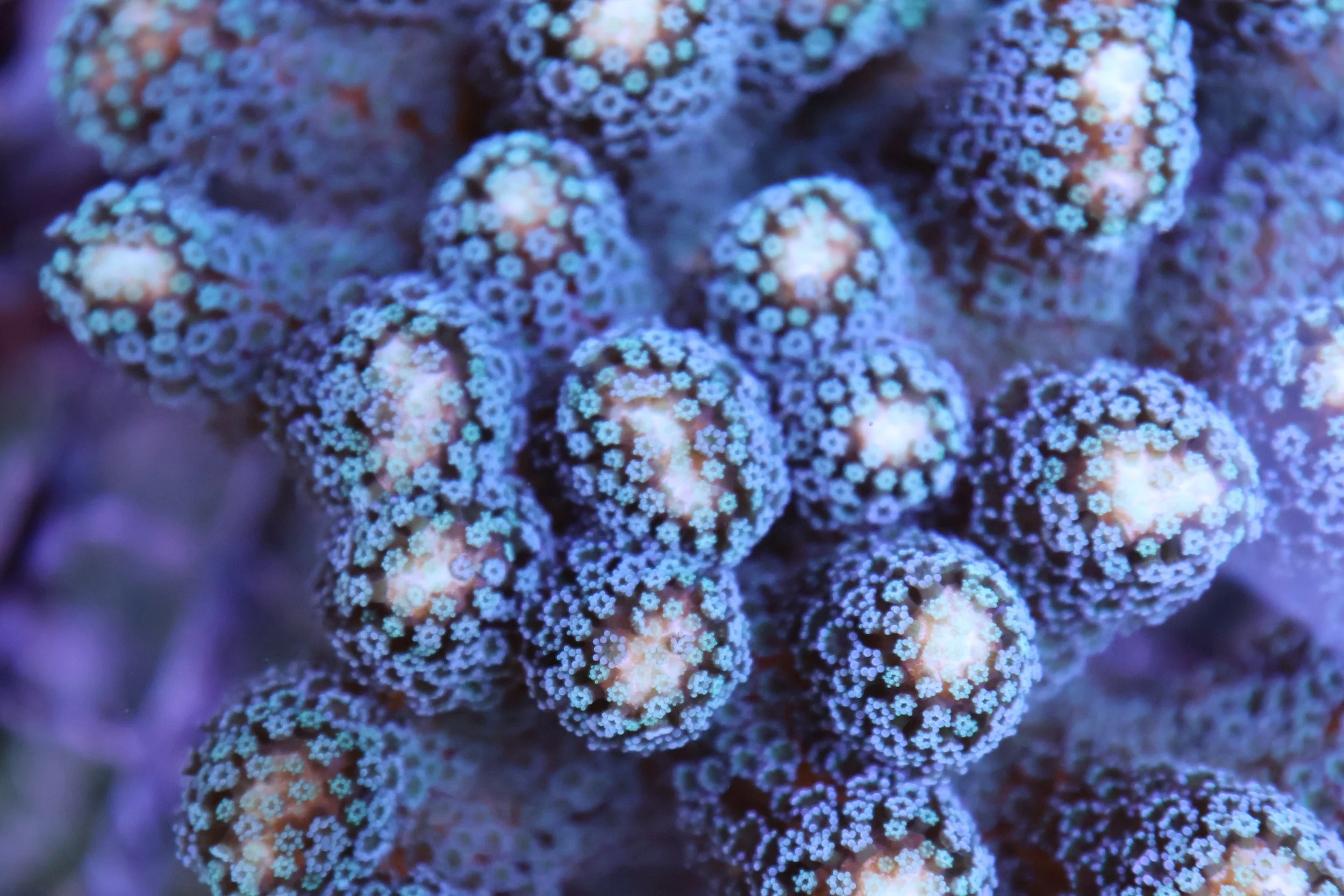Close-up of coral polyps glowing under blue light