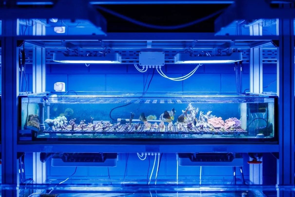 Stacked coral cultivation tanks under blue LED lighting in the BRANCH lab