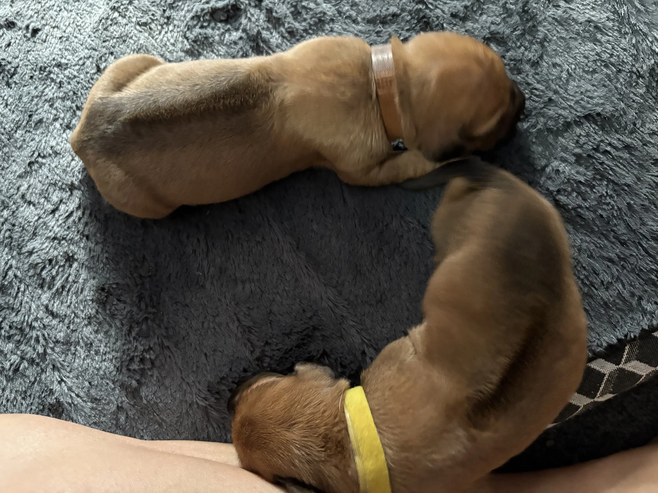 Mousse (Brown - male) and Merengue (Yellow - female) @ 6 days