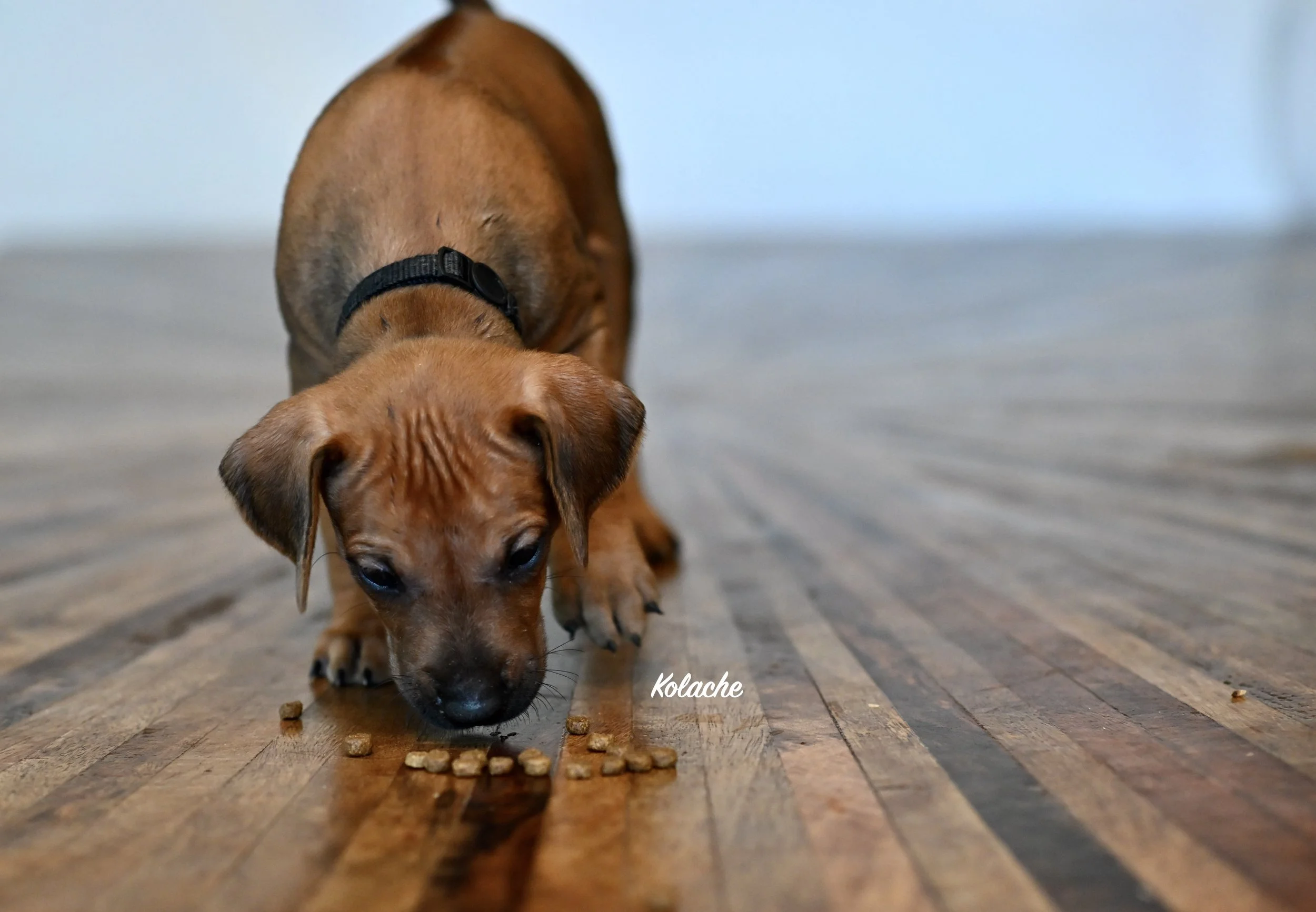 Meet Kolache. I love his dark coloring. He is on the smaller size of the male puppies, but his personality is LARGE. He is ready to play and explore.