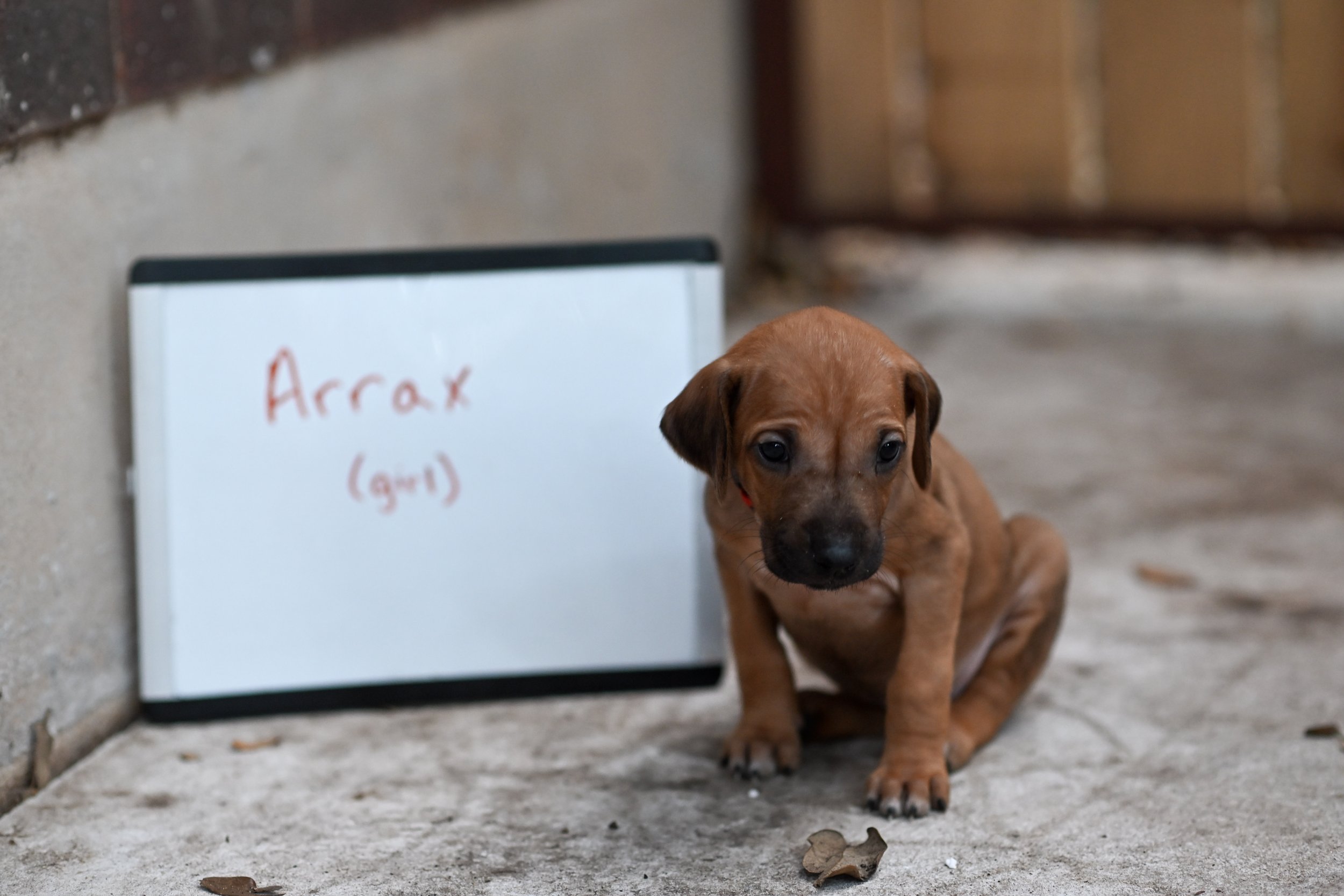 Red - Girl - 5 weeks
