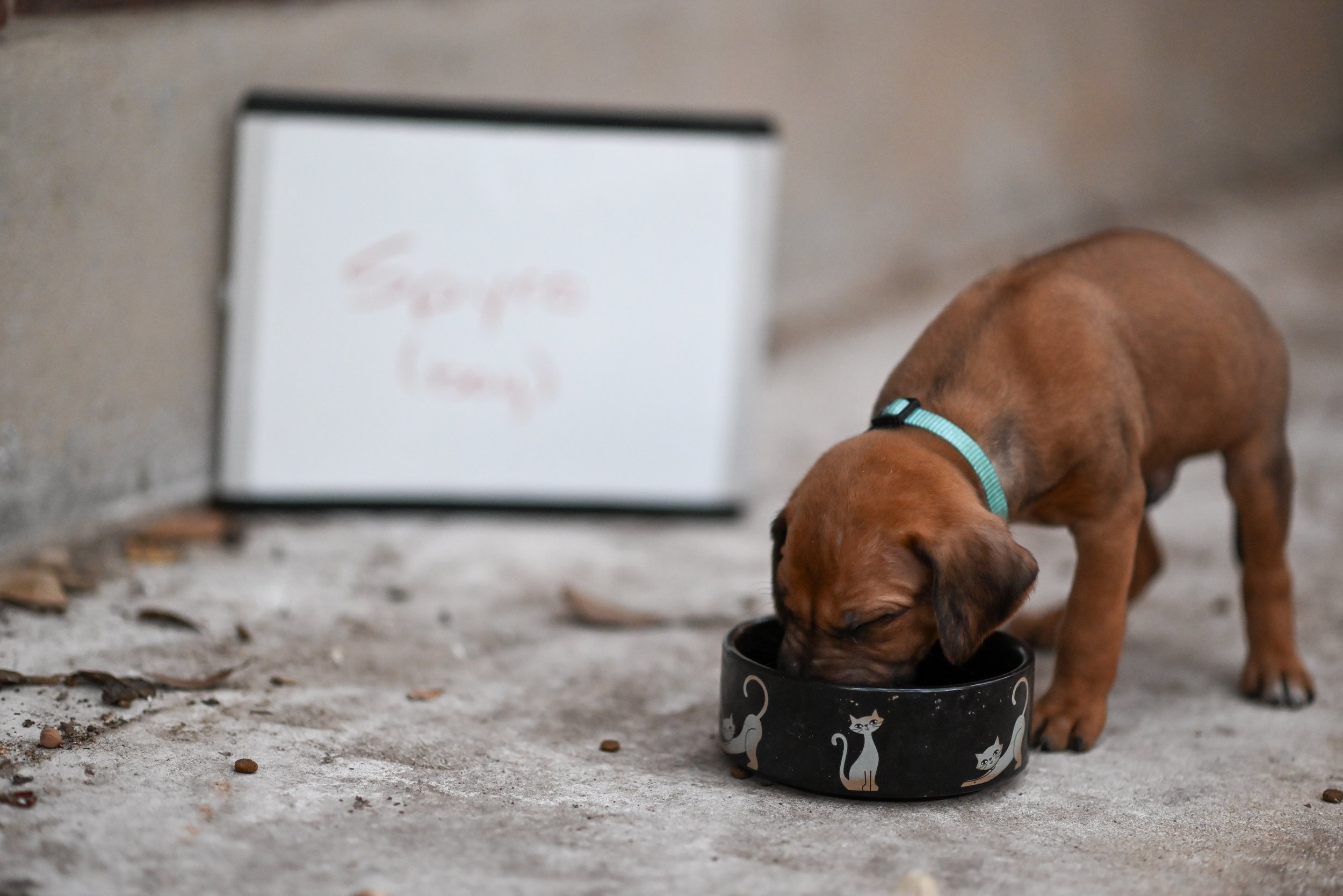 Light Blue - Boy - 5 weeks