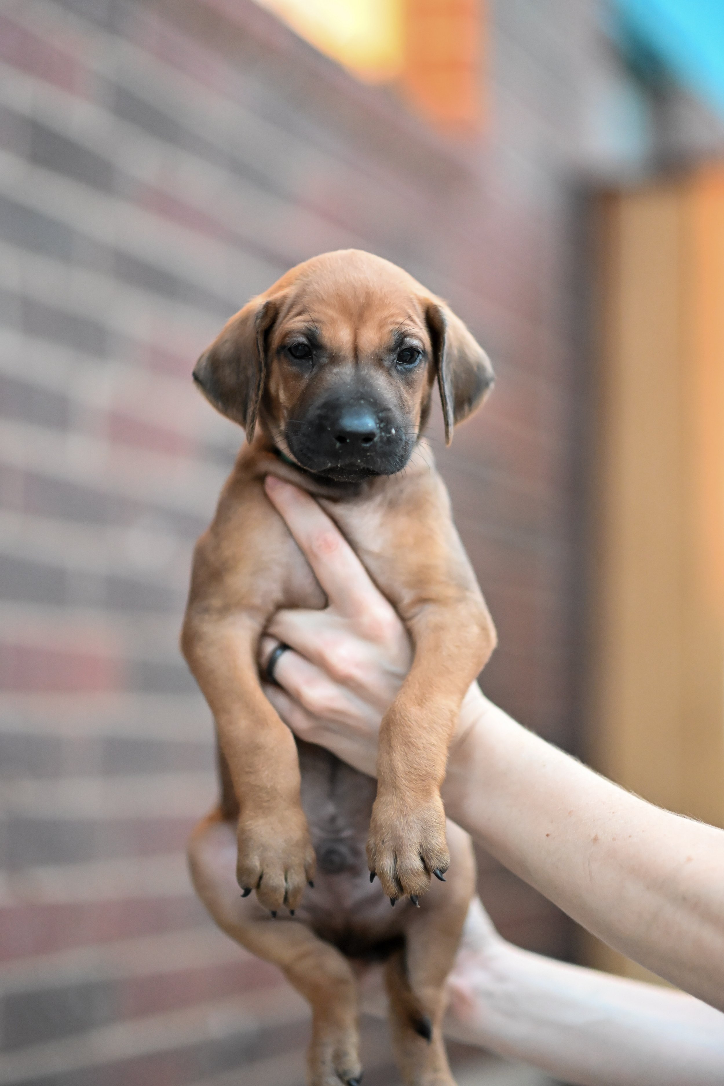 Turquoise - Boy - 5 weeks