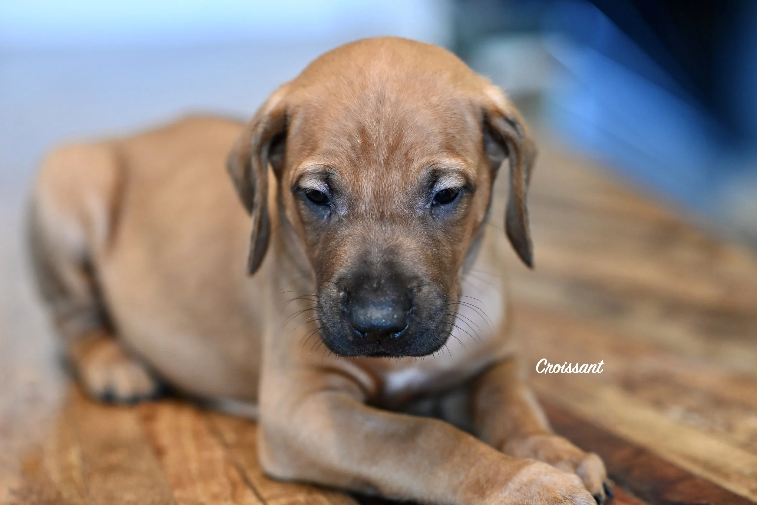 This good looking fella is the largest in the litter. He is already spoiled with snuggles in bed. Fair warning. He is very affectionate and laid back.