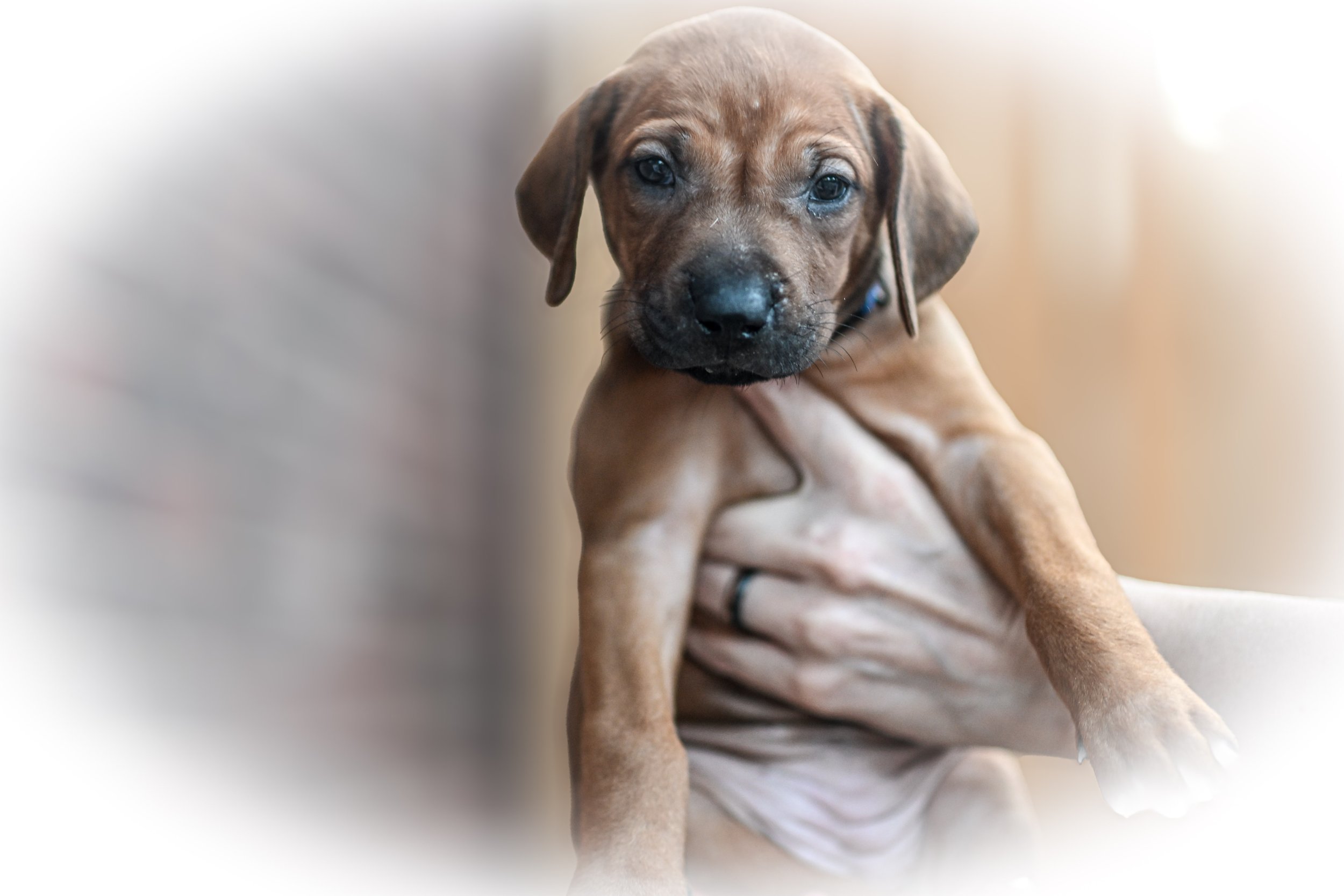 Blue - Girl - 5 weeks