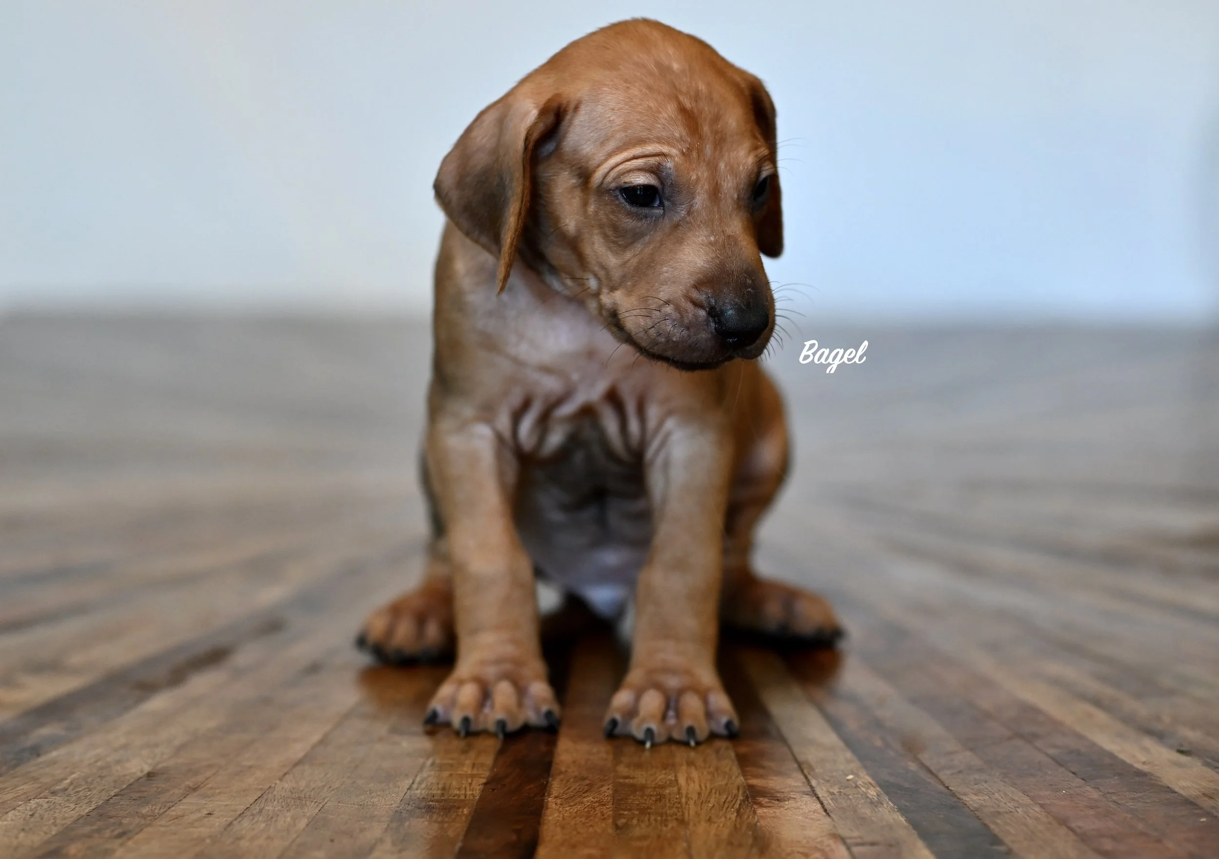 Bagel! He is as big as Mousse and the two of them are often together - playing, napping, biting my toes. He is outgoing and ready to go on any adventure.