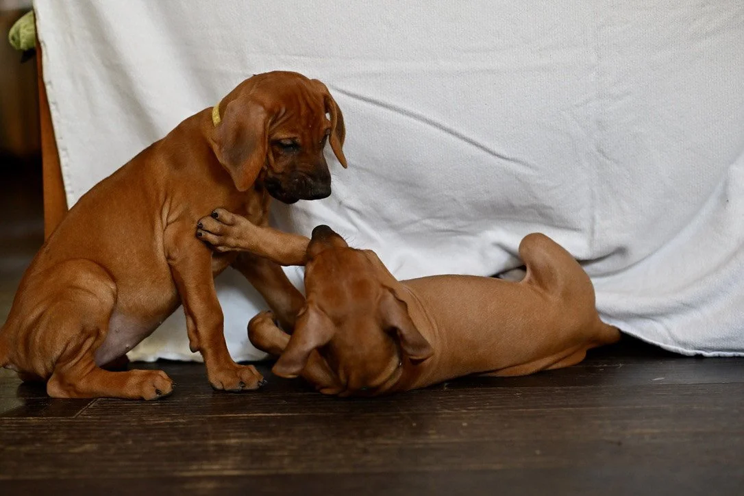 Playing @ 9 weeks