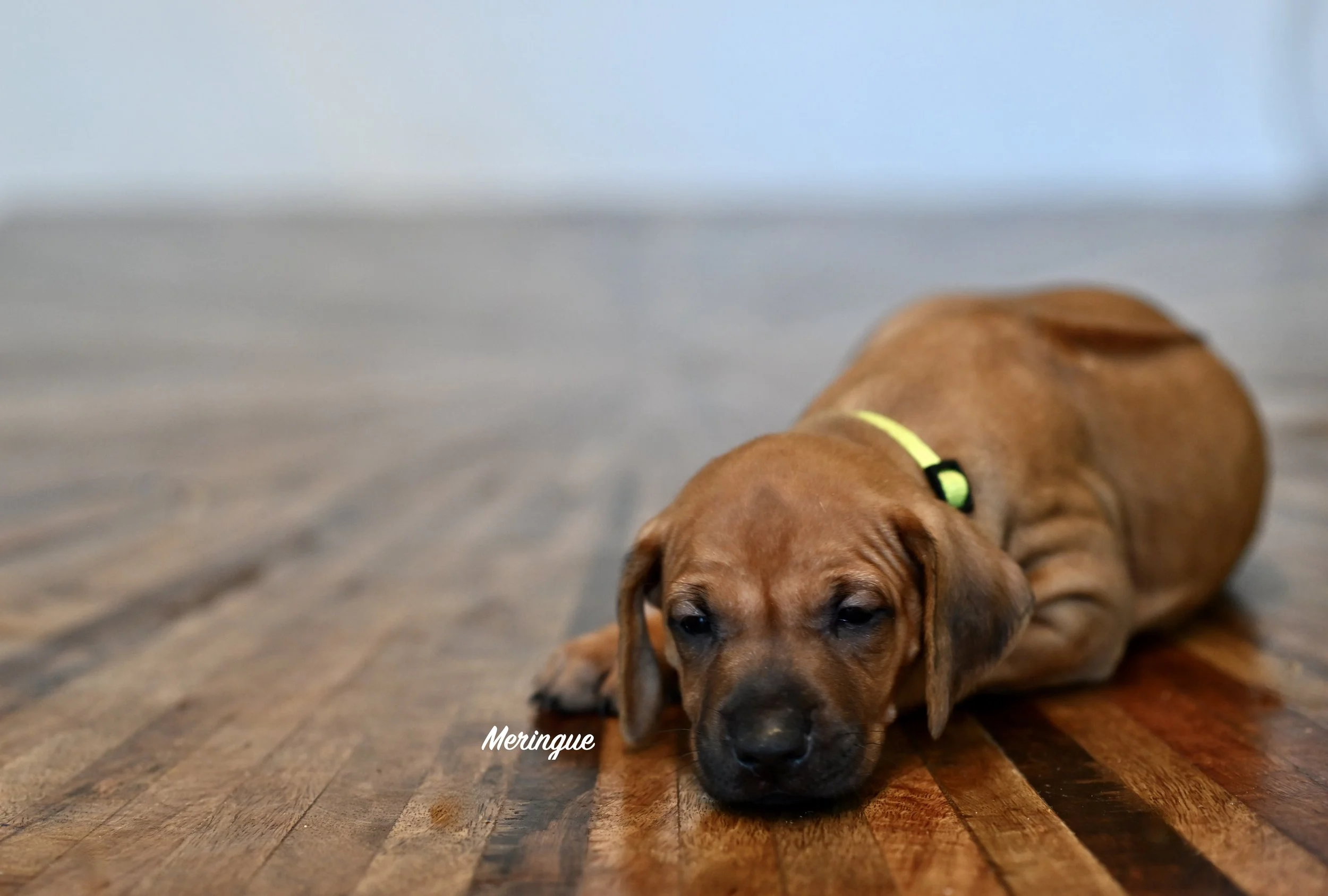 Merengue is a relaxed girl. You will find her sleeping upside down with her head in the water dish, or on the bottom of a puppy pile. She is beautiful and oh-so-sweet.