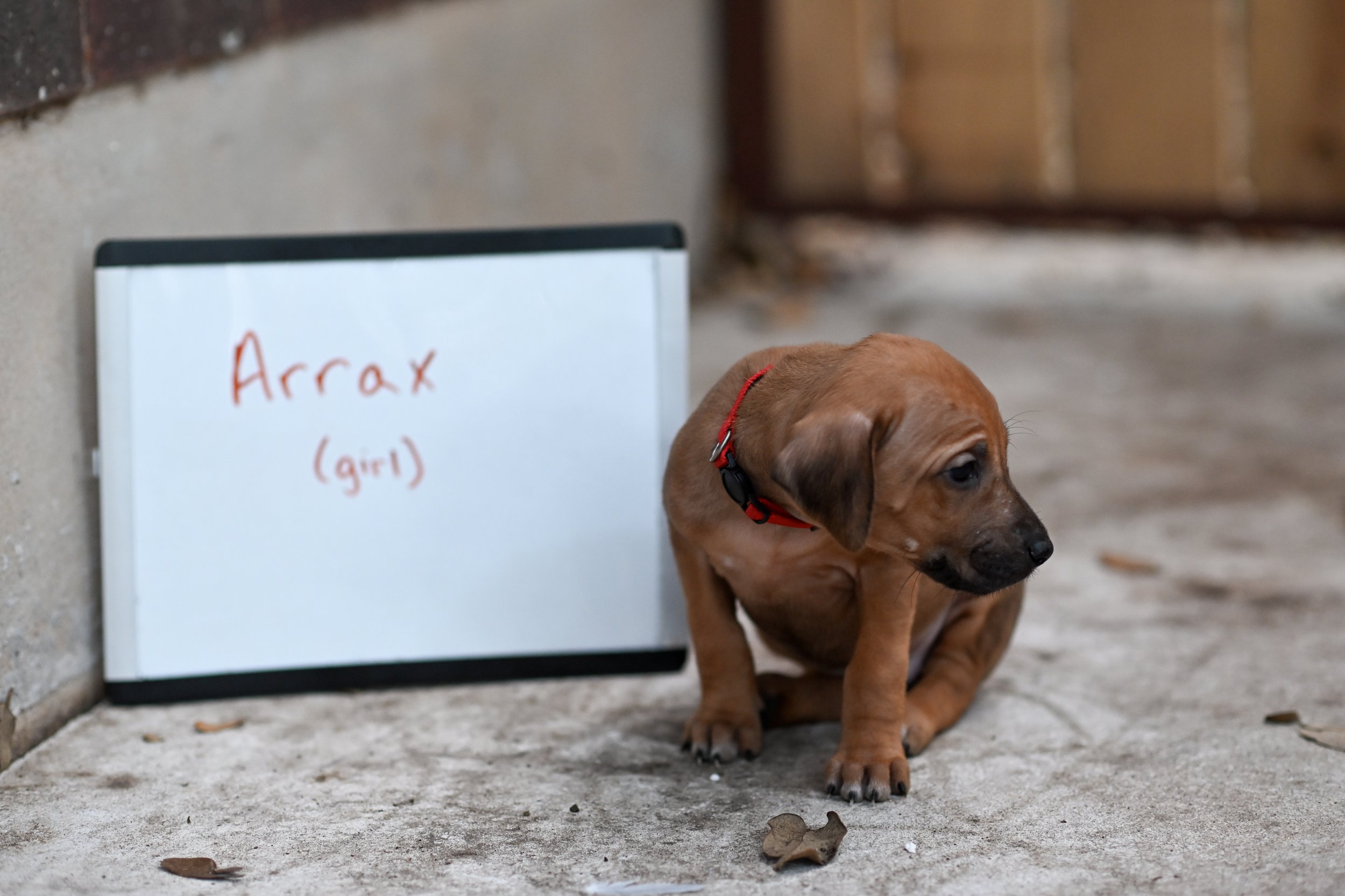 Red - Girl - 5 weeks