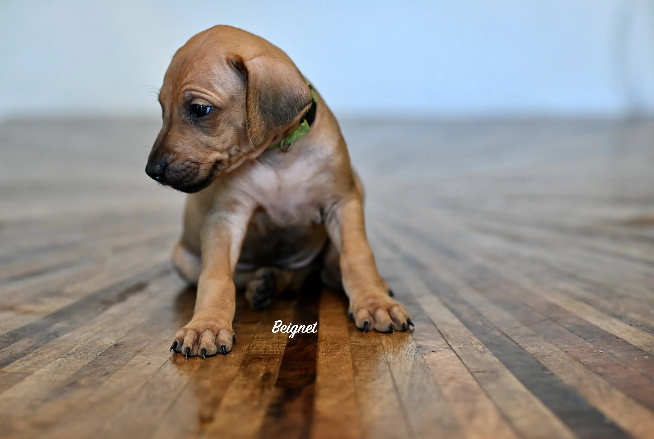 This fella is a people pup. He knows what he wants and will communicate it. When he wants to cuddle, he wants to do it now. But, he is also independant and is fine to nap away from the pack.