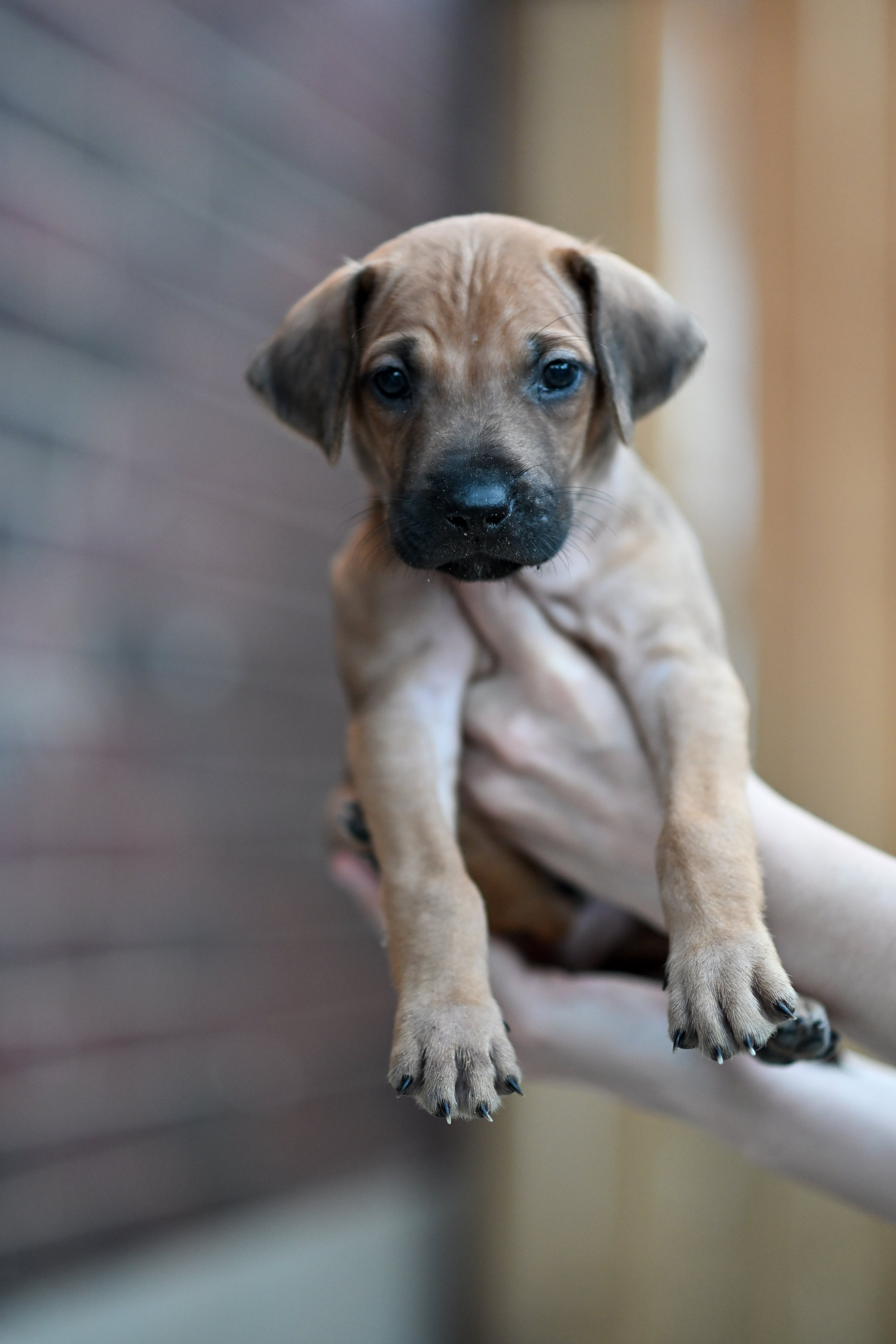 Black - Boy - 5 weeks