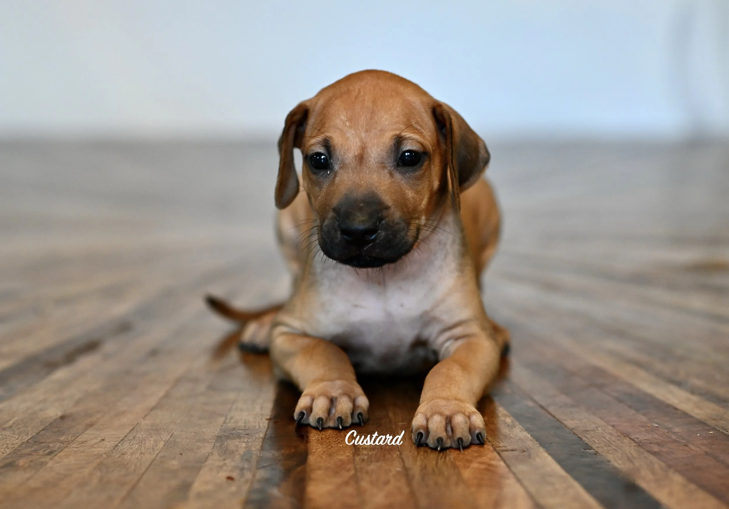 Custard is a classic Rhodesian RIdgeback in appearance, size and temperment. He loves playing with the other pups.
