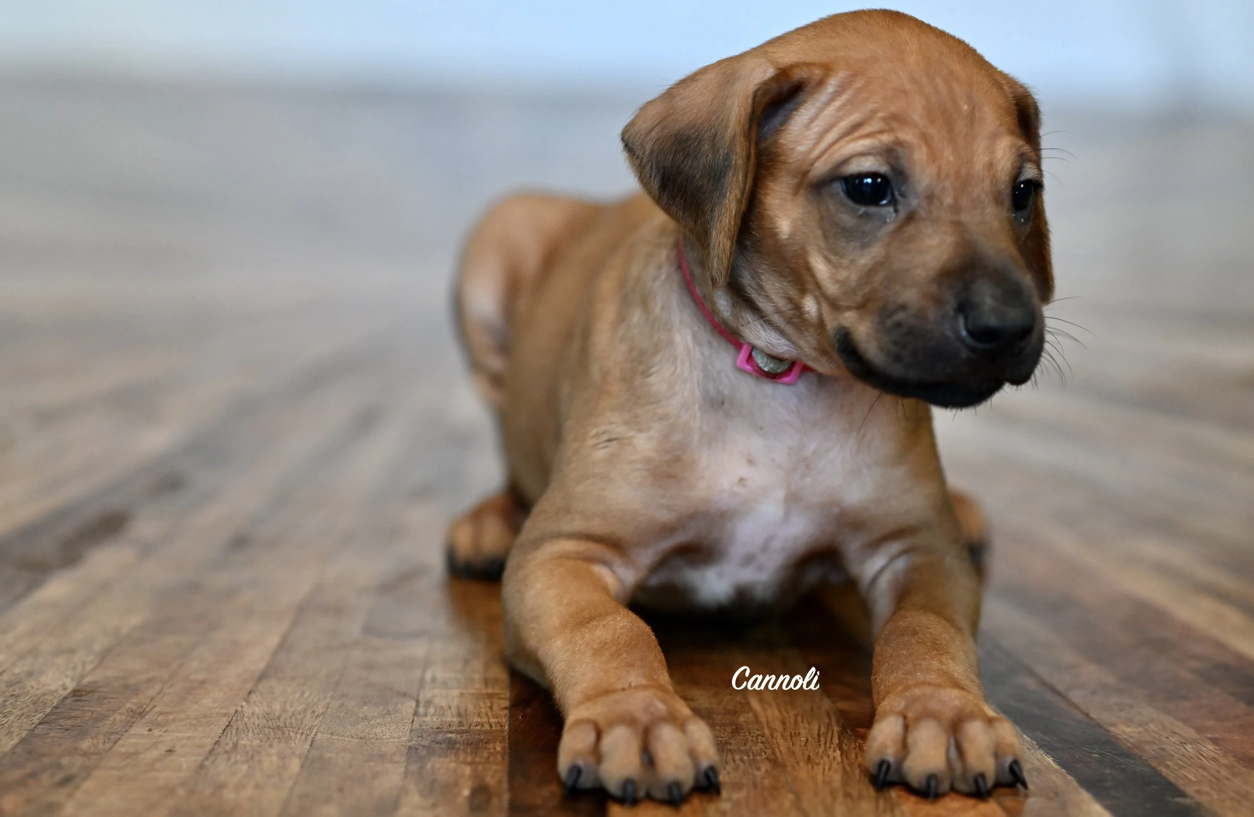 Holy Cannoli. She is intelligent, curious, and playful. She is the total package. (She previously had a light purple collar, if looking through the photo reel below.)