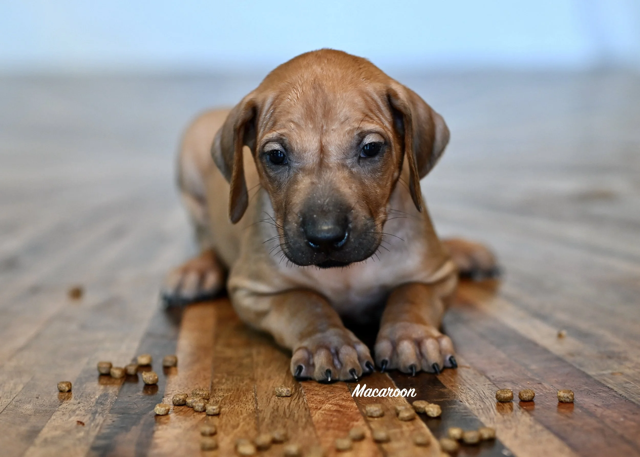 Macaron is a sweet girl. She likes to stick with the pack and will be a very dutiful, loving companion. (@5 weeks)