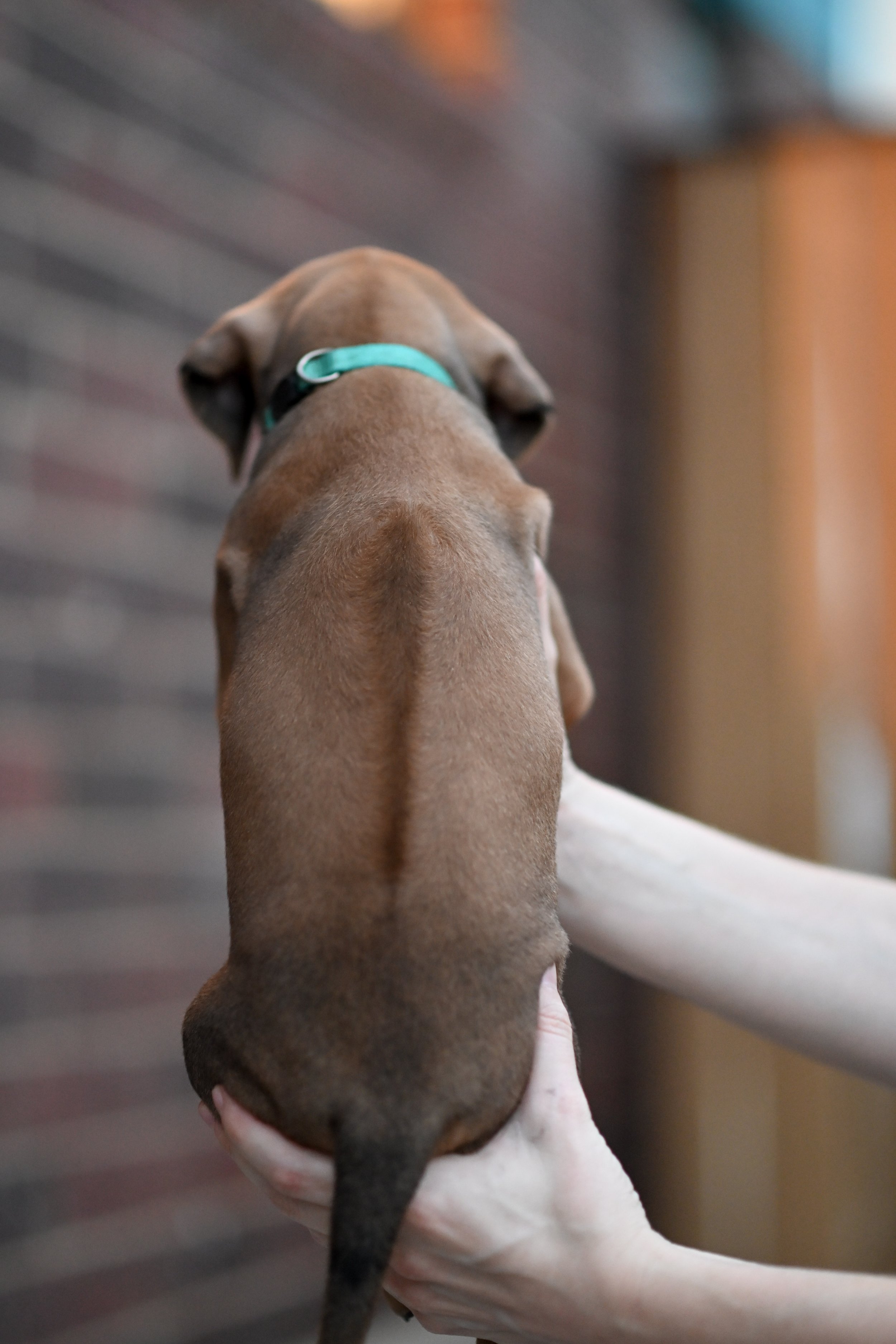 Turquoise - Boy - 5 weeks