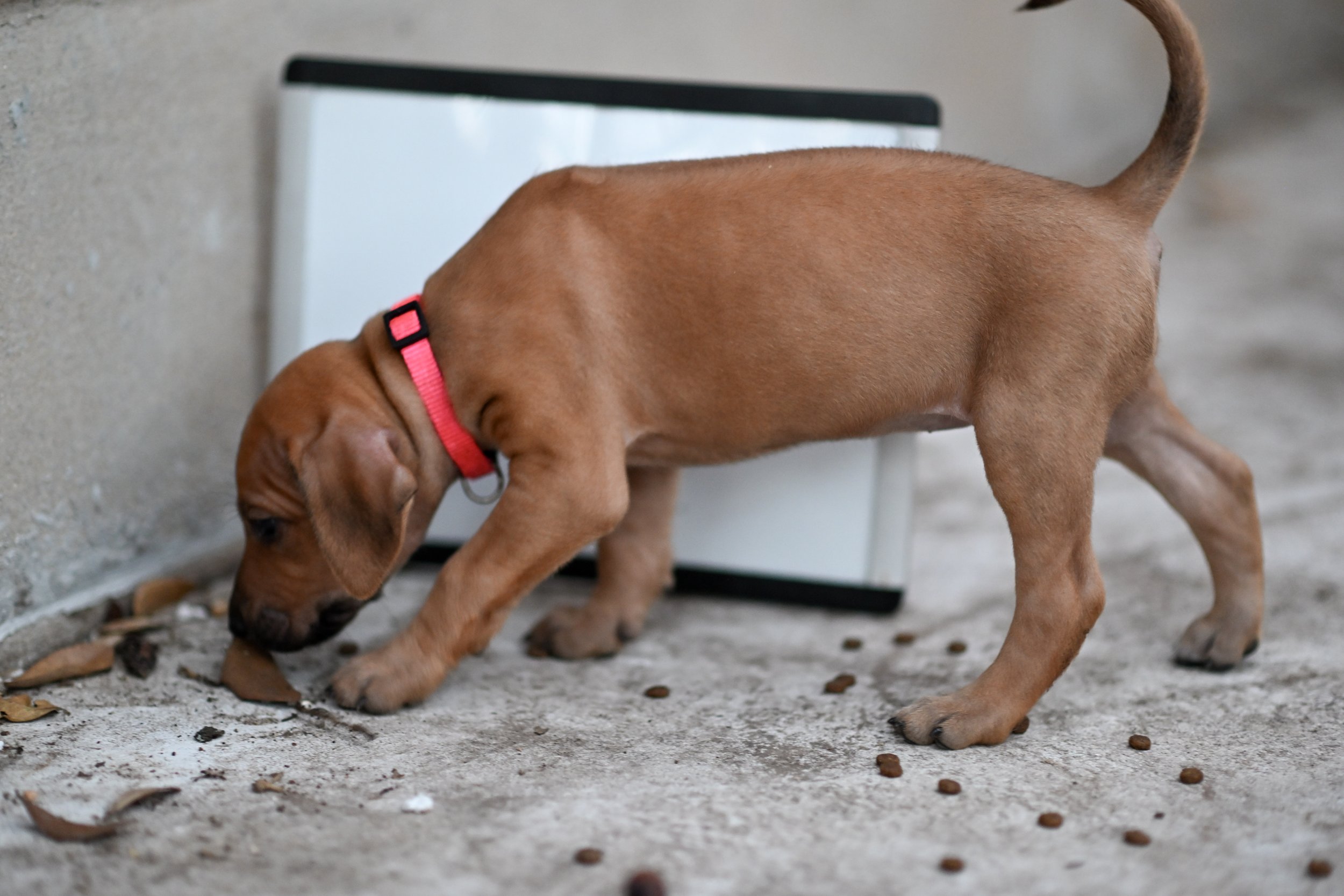 Pink - Girl - 5 weeks