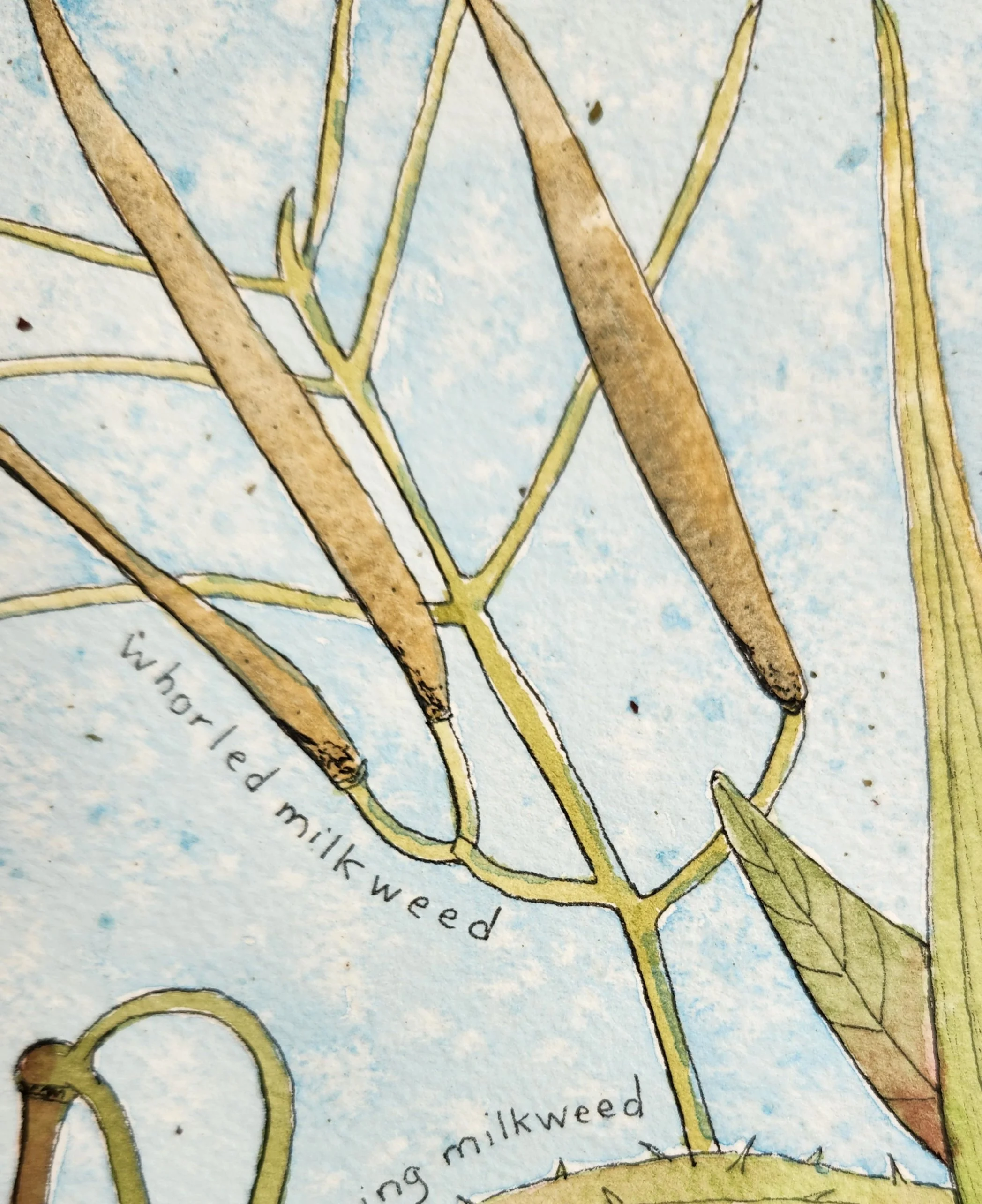 milkweed close up.jpg