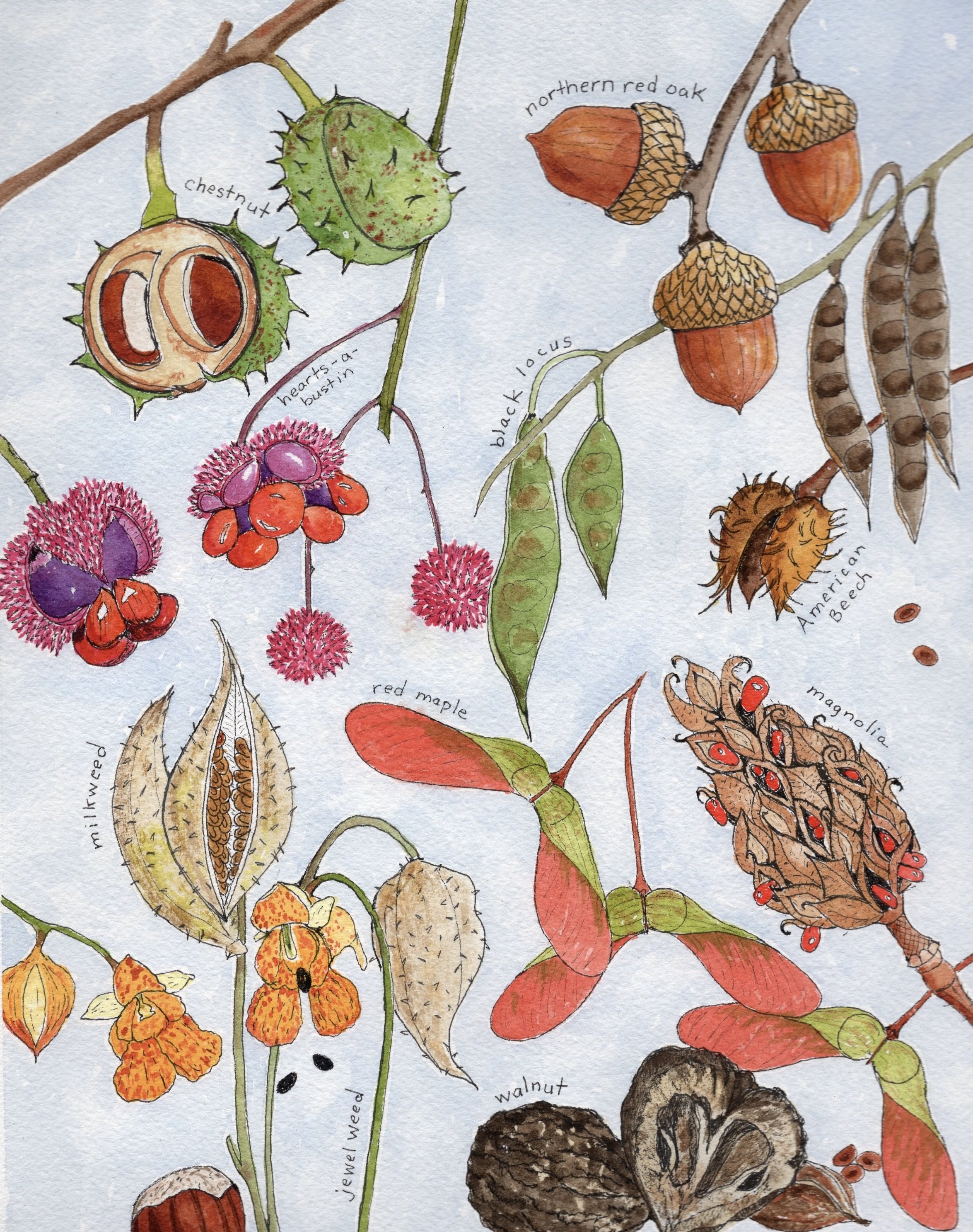 *NY-native-seed-pods.jpg