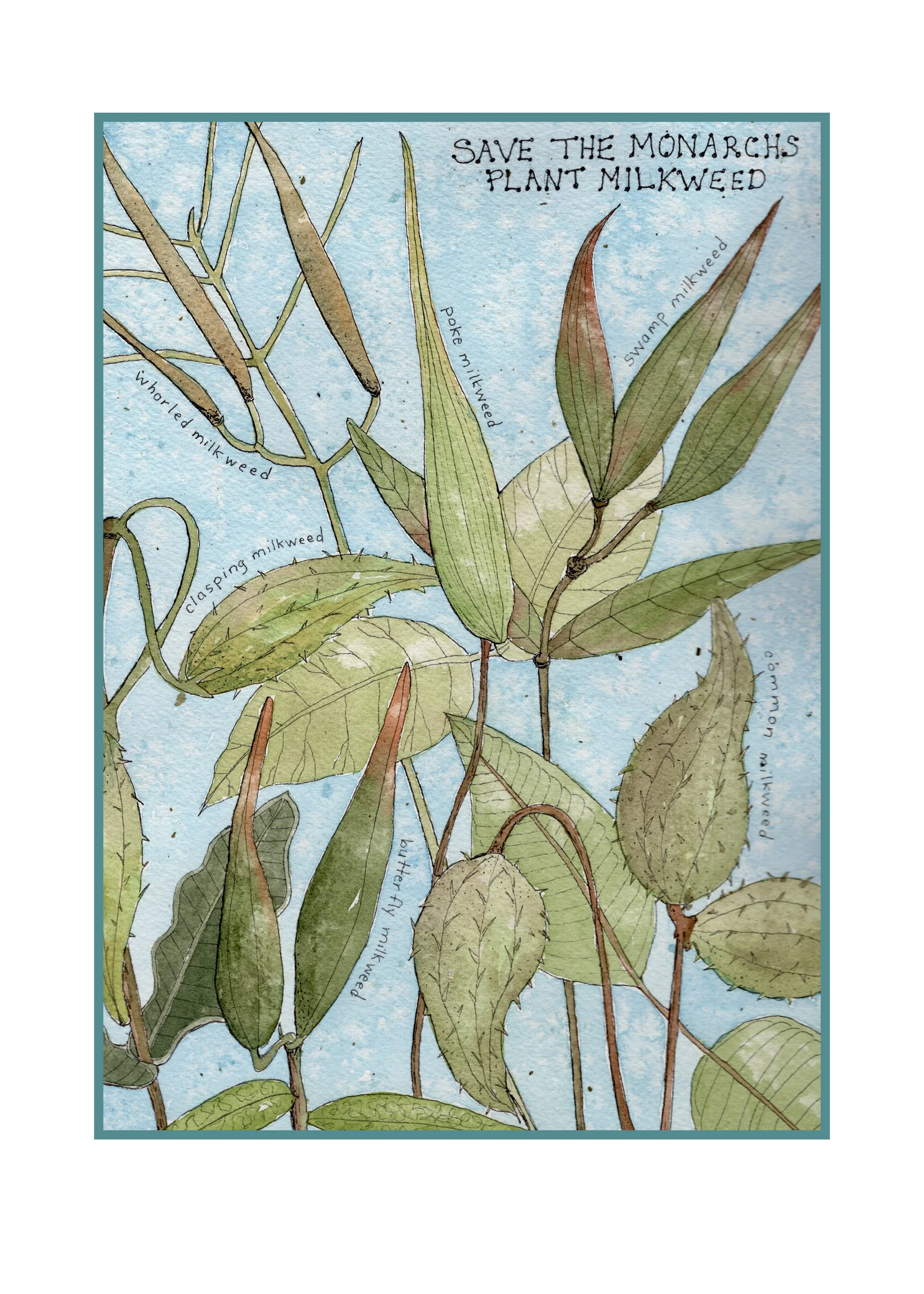 milkweed of the NE.jpeg