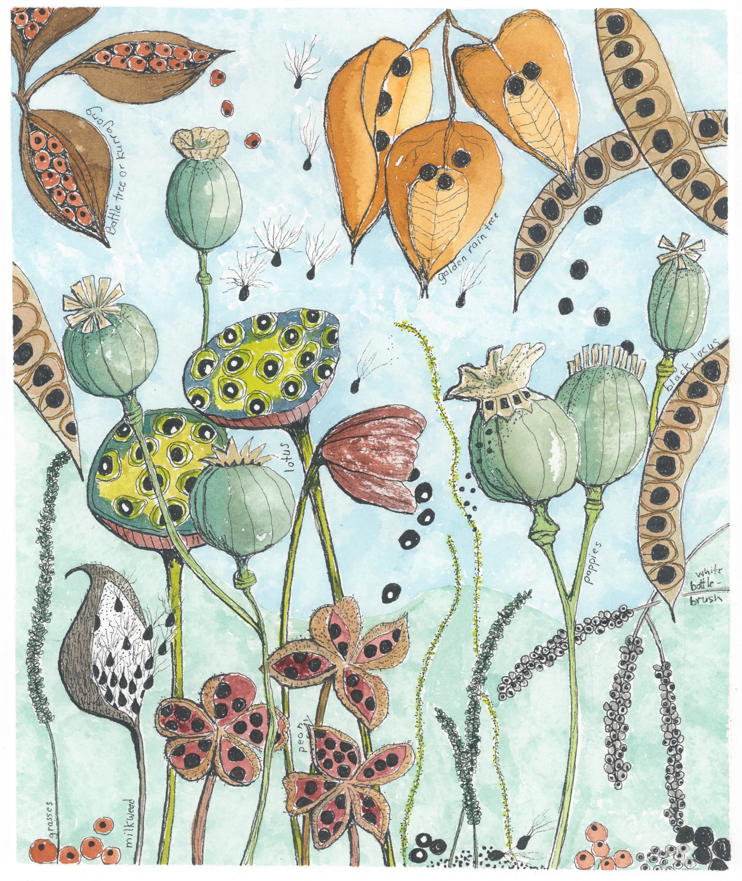 Seed Pods.jpg
