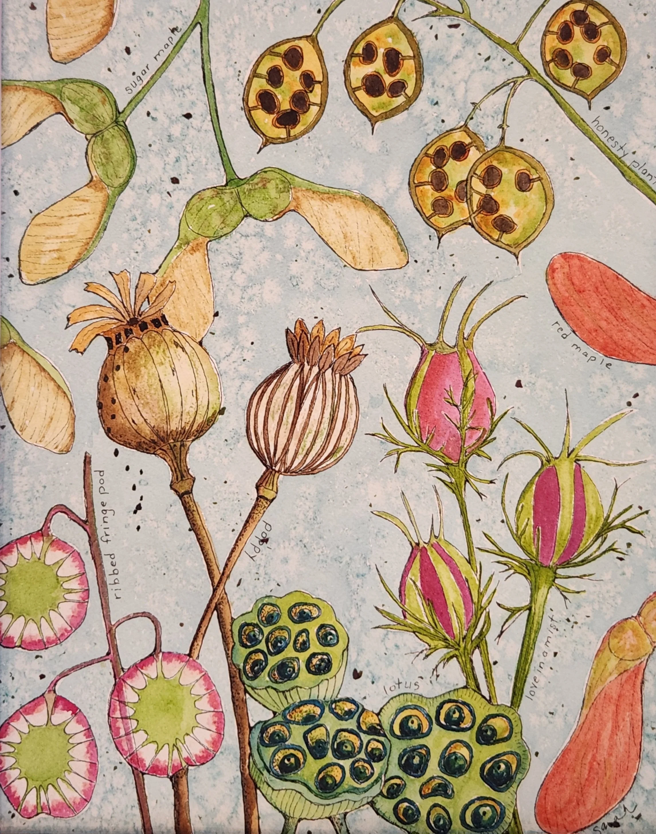 Pods-and-promises-Sarah-Lalonde-watercolor-artist.jpg