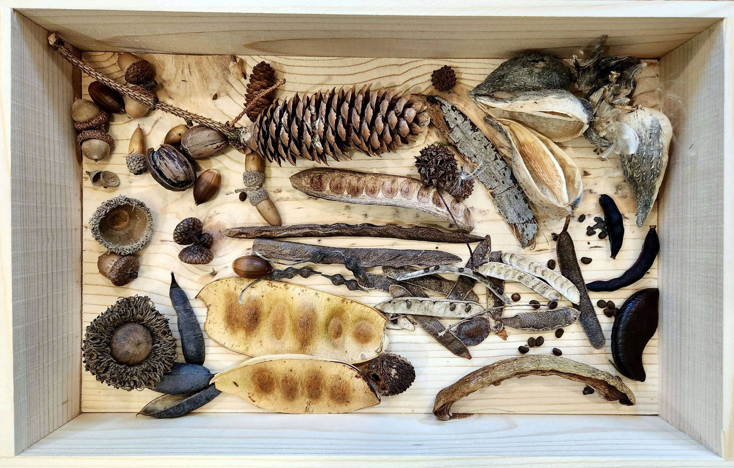 An Artist’s Obsession with Seed Pods: Finding Inspiration in Nature