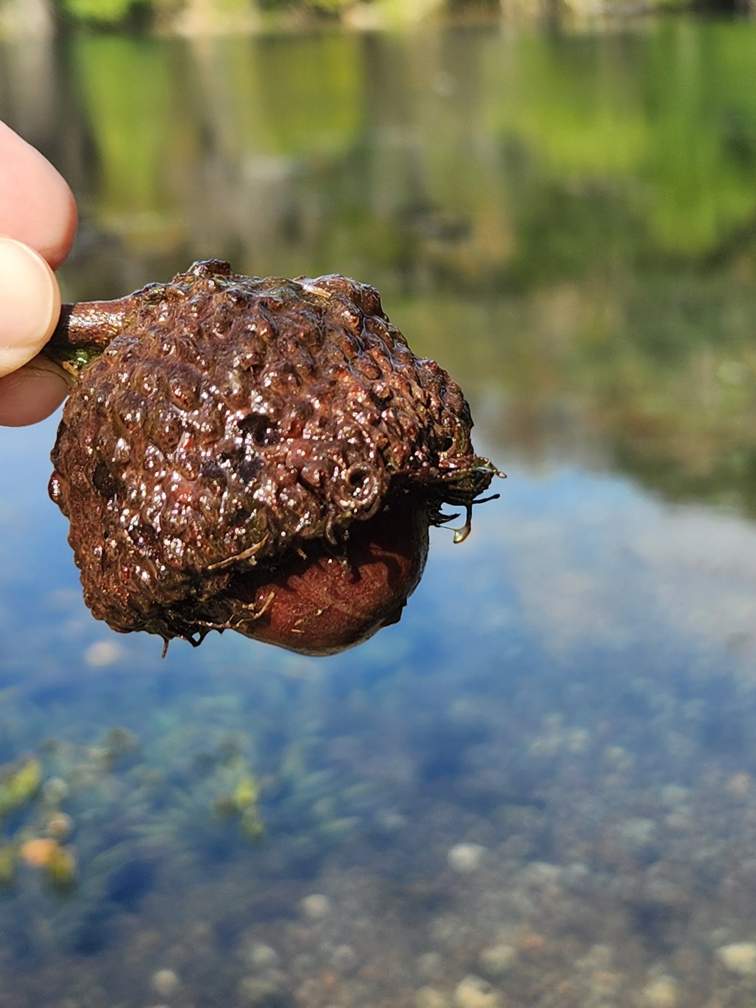 bur acorn.jpg