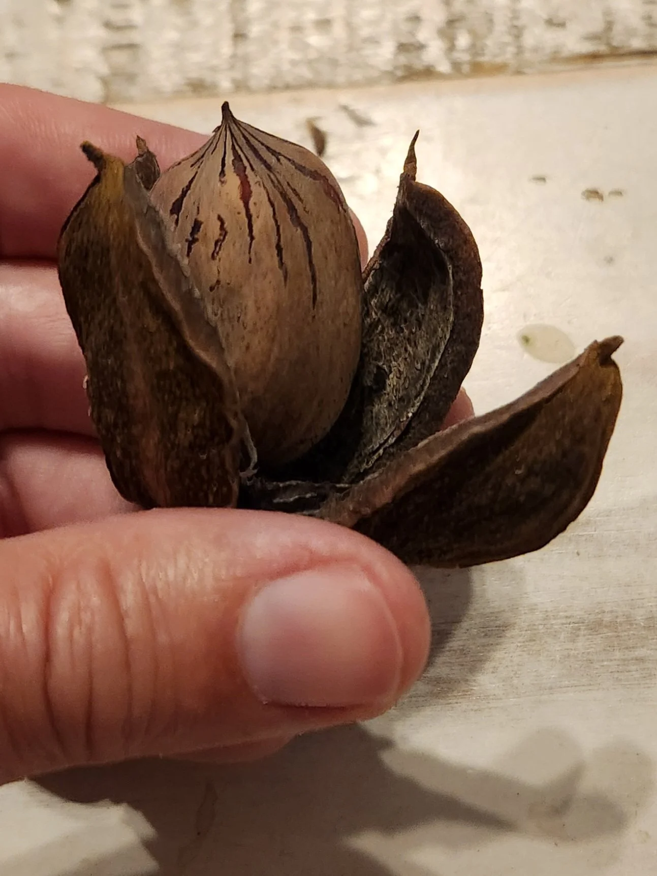 pecan.jpg