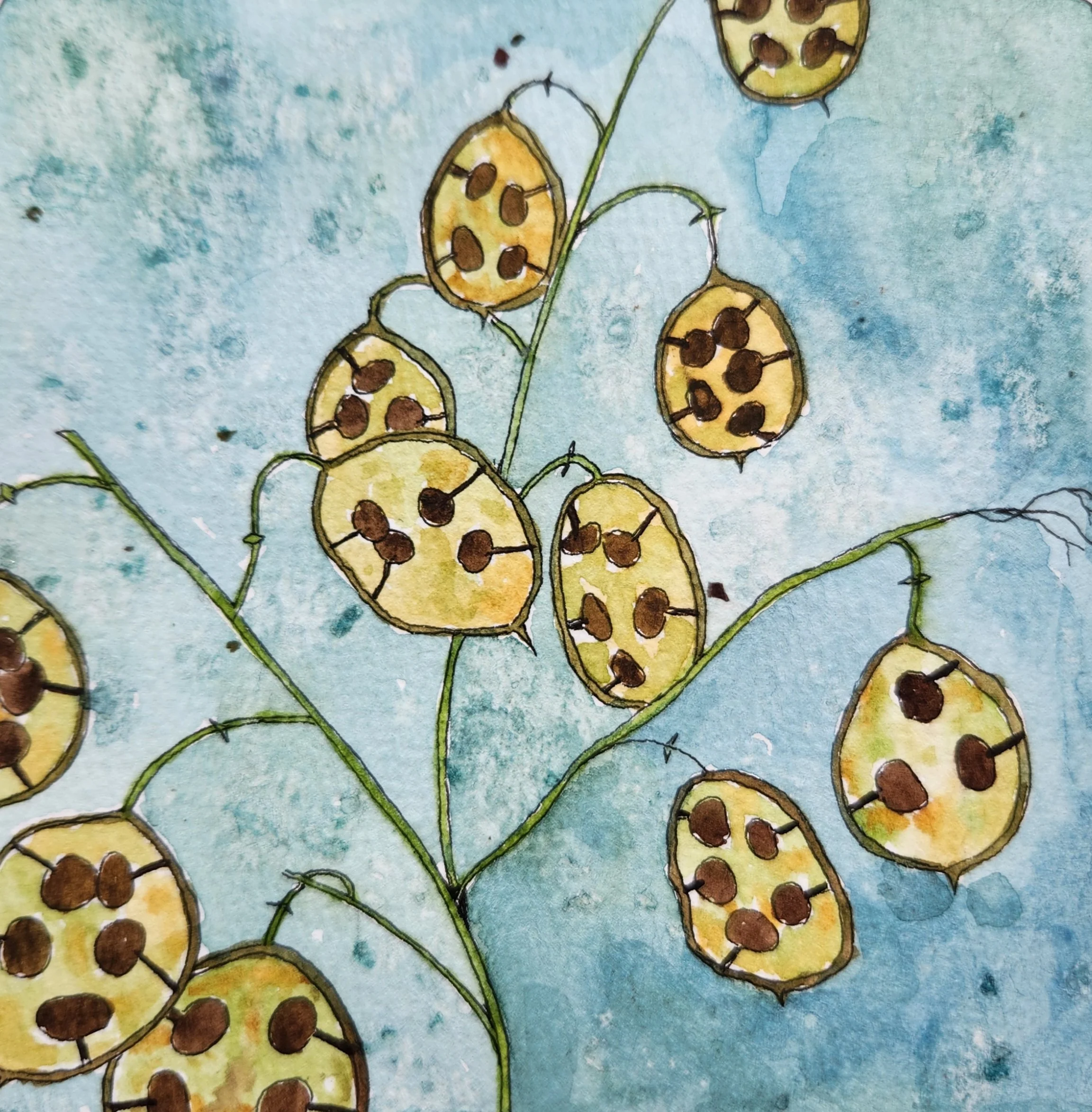 honesty plant.jpg