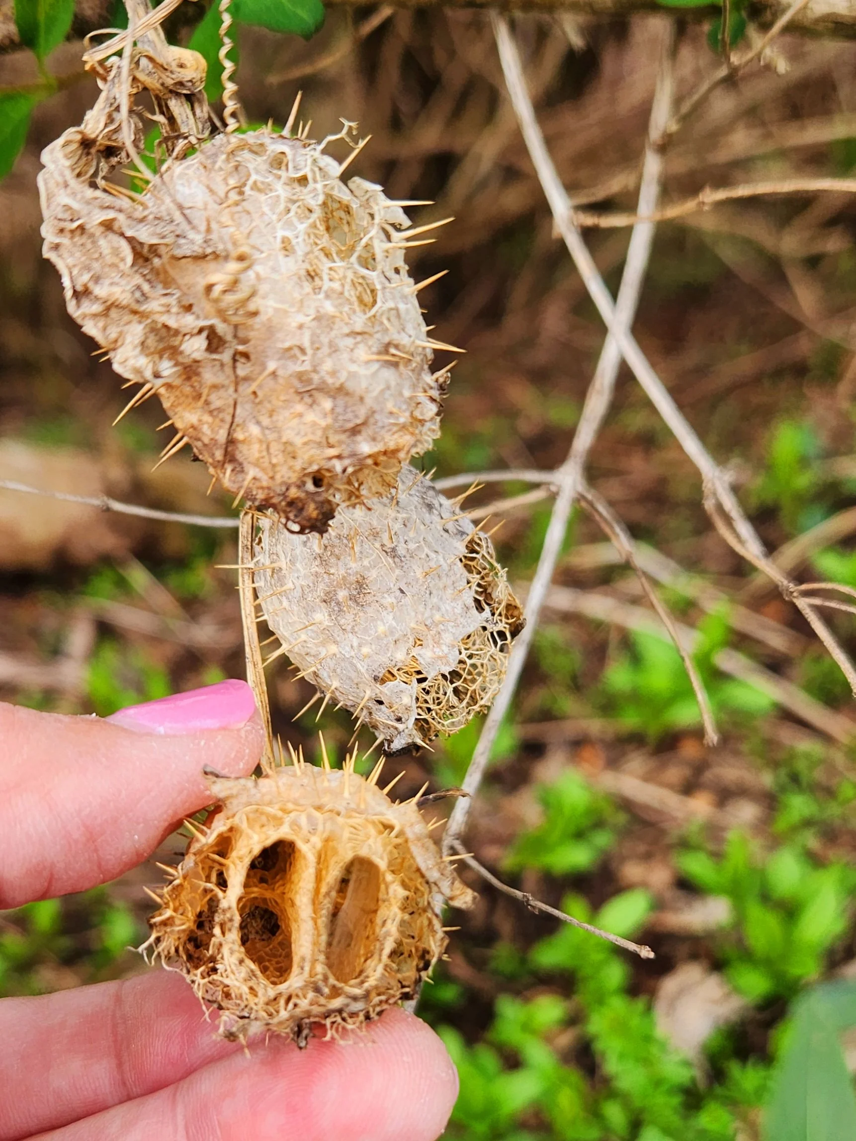 wild cucumber.jpg