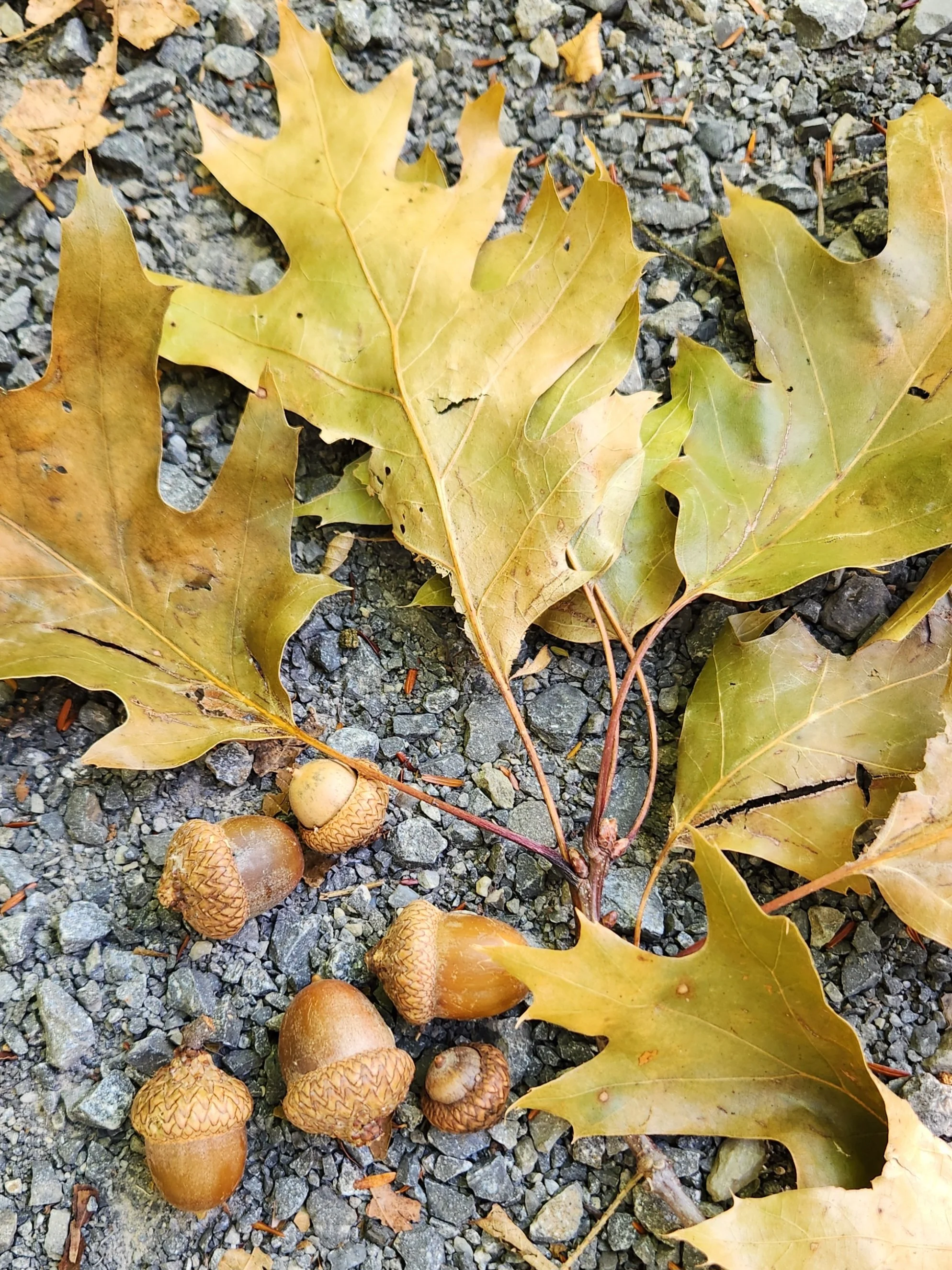 acorns.jpg
