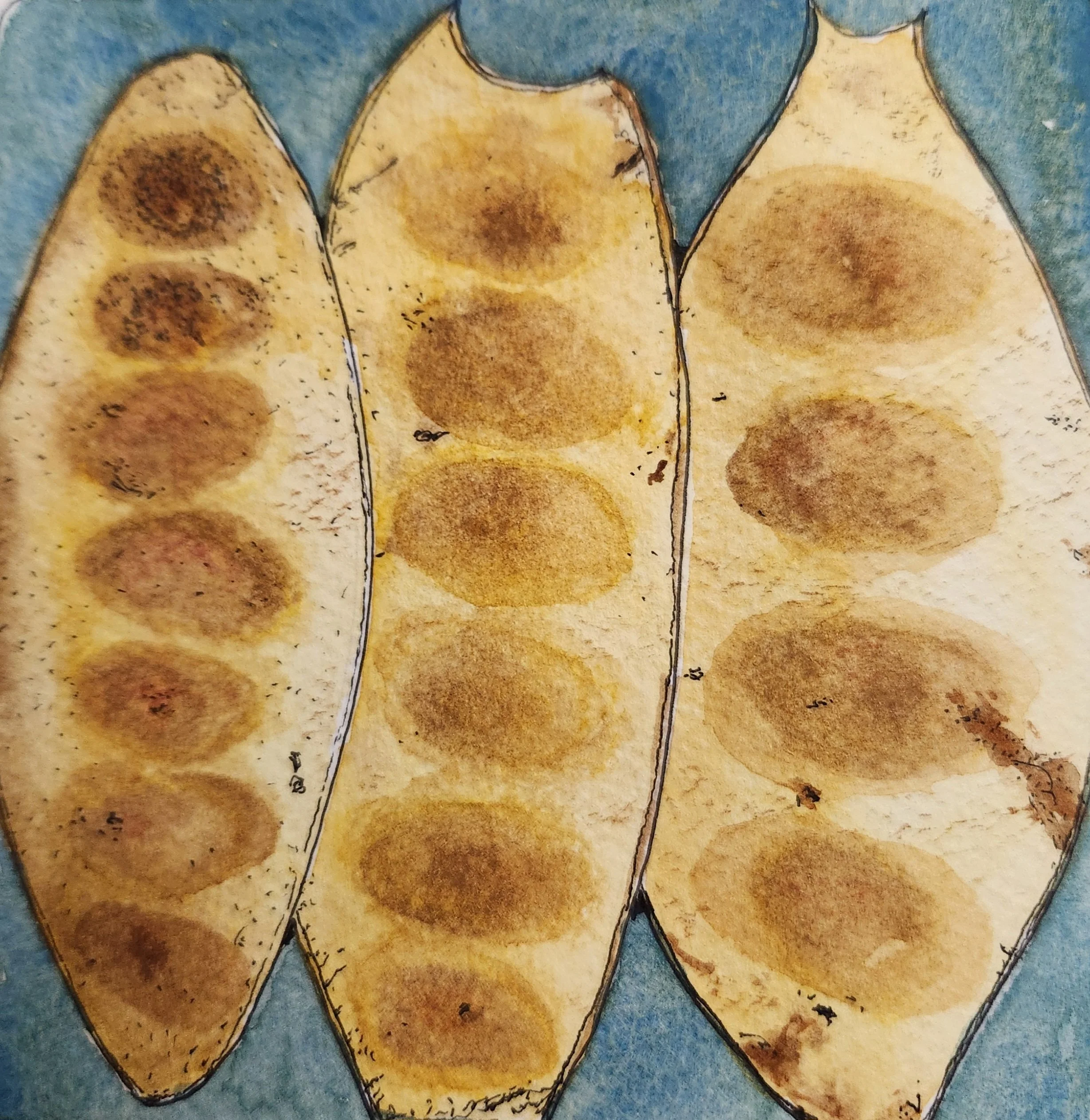 silk tree pod 5.jpg
