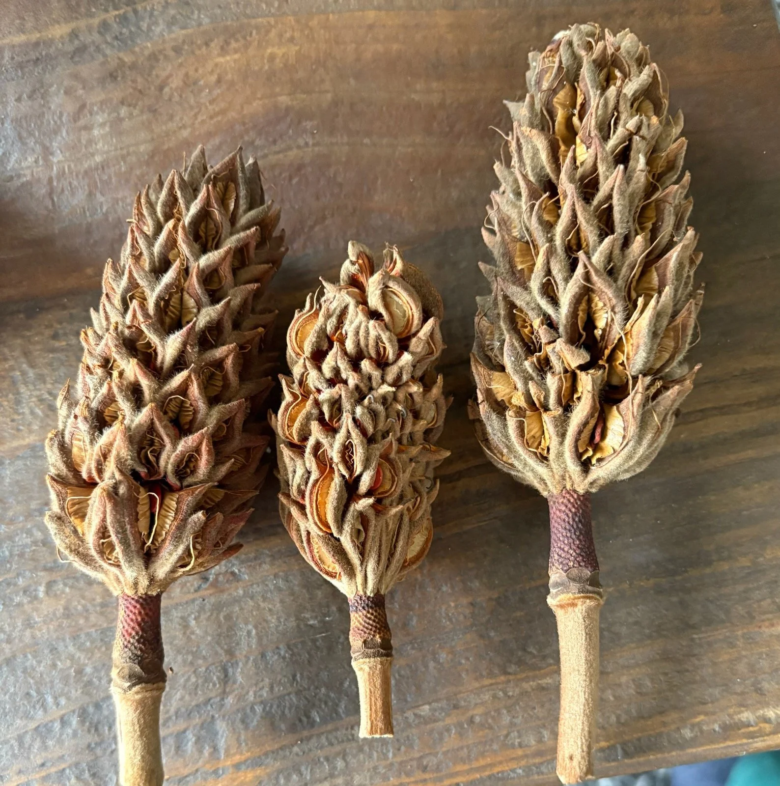 magnolia seed pods.jpg