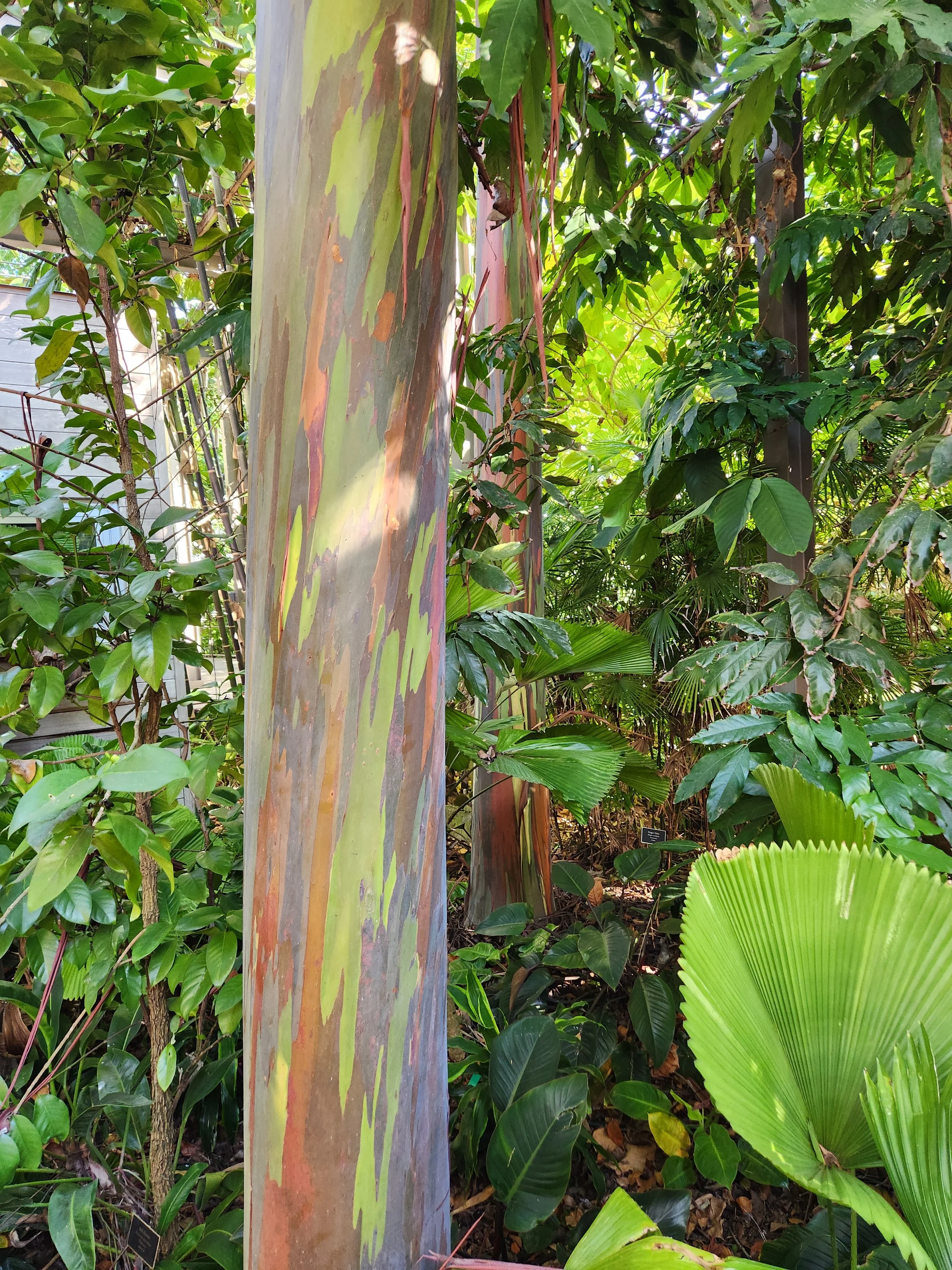 rainbow tree.jpg