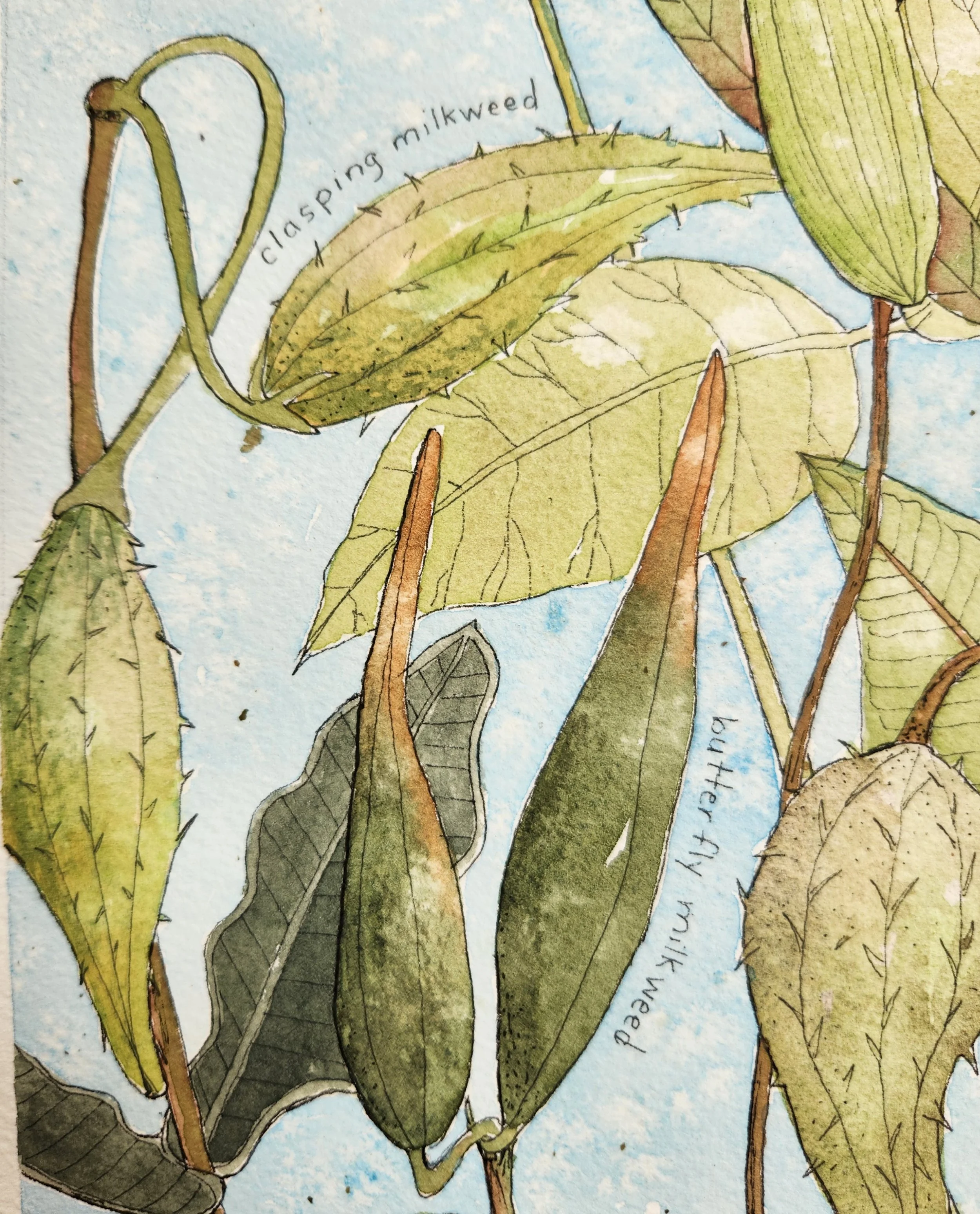 milkweed close up 3.jpg