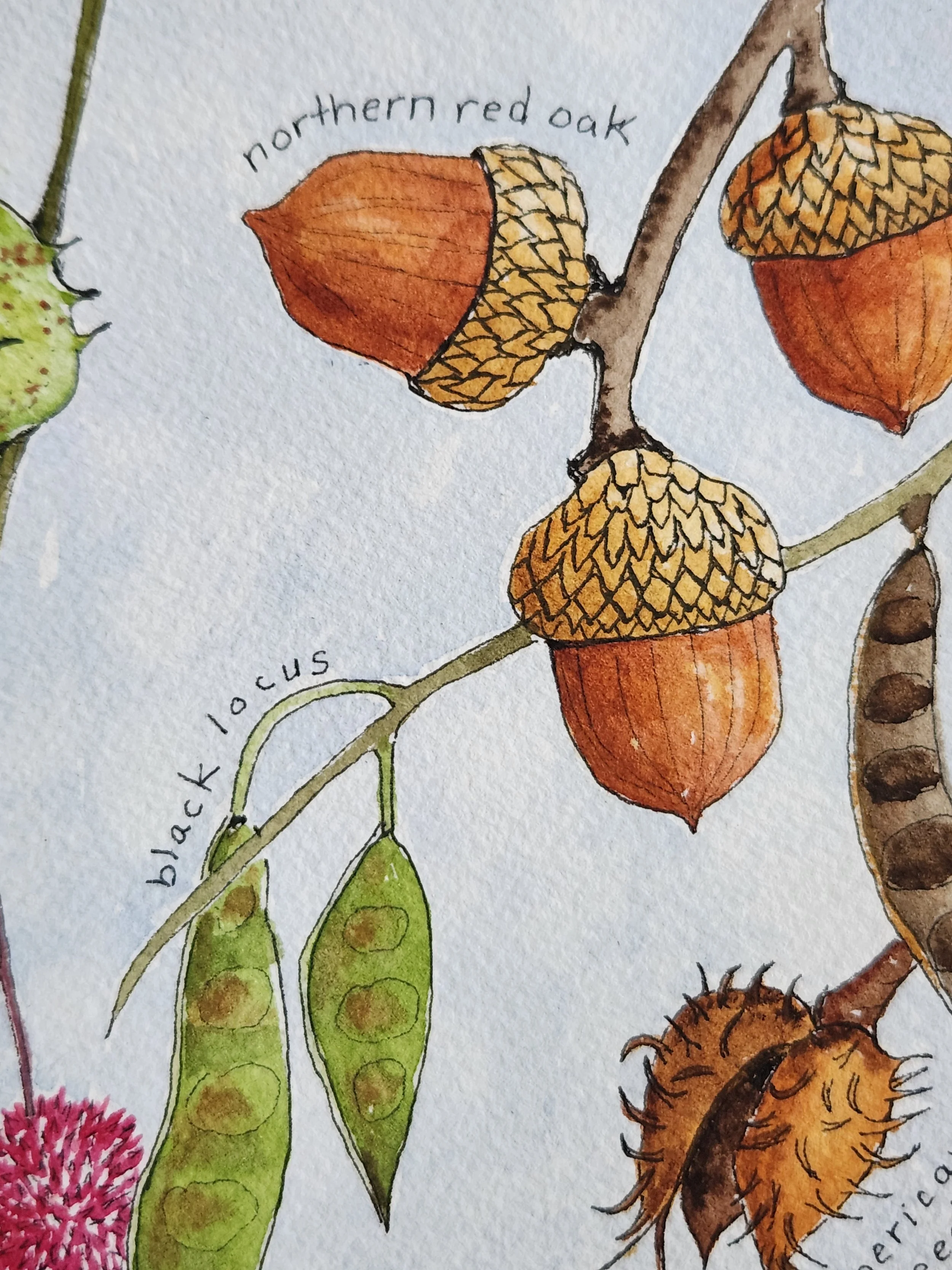 acorns.jpg