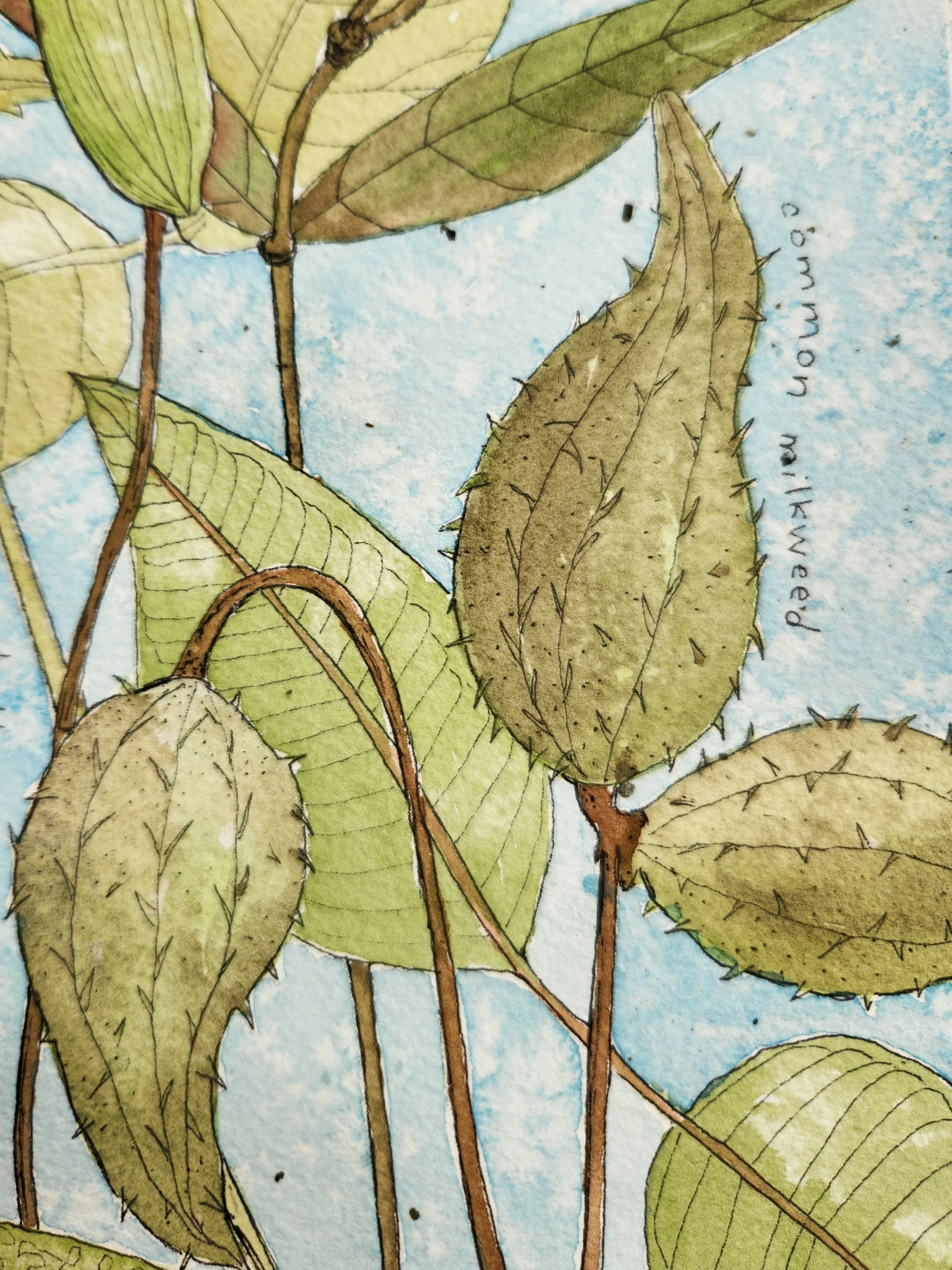 milkweed close up 2.jpg