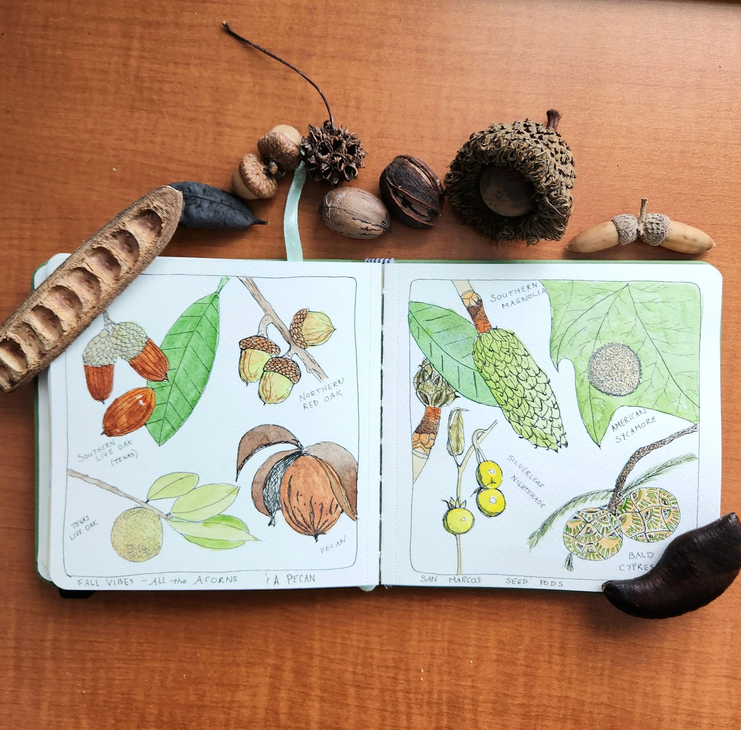 An Artist’s Obsession with Seed Pods: Finding Inspiration in Nature