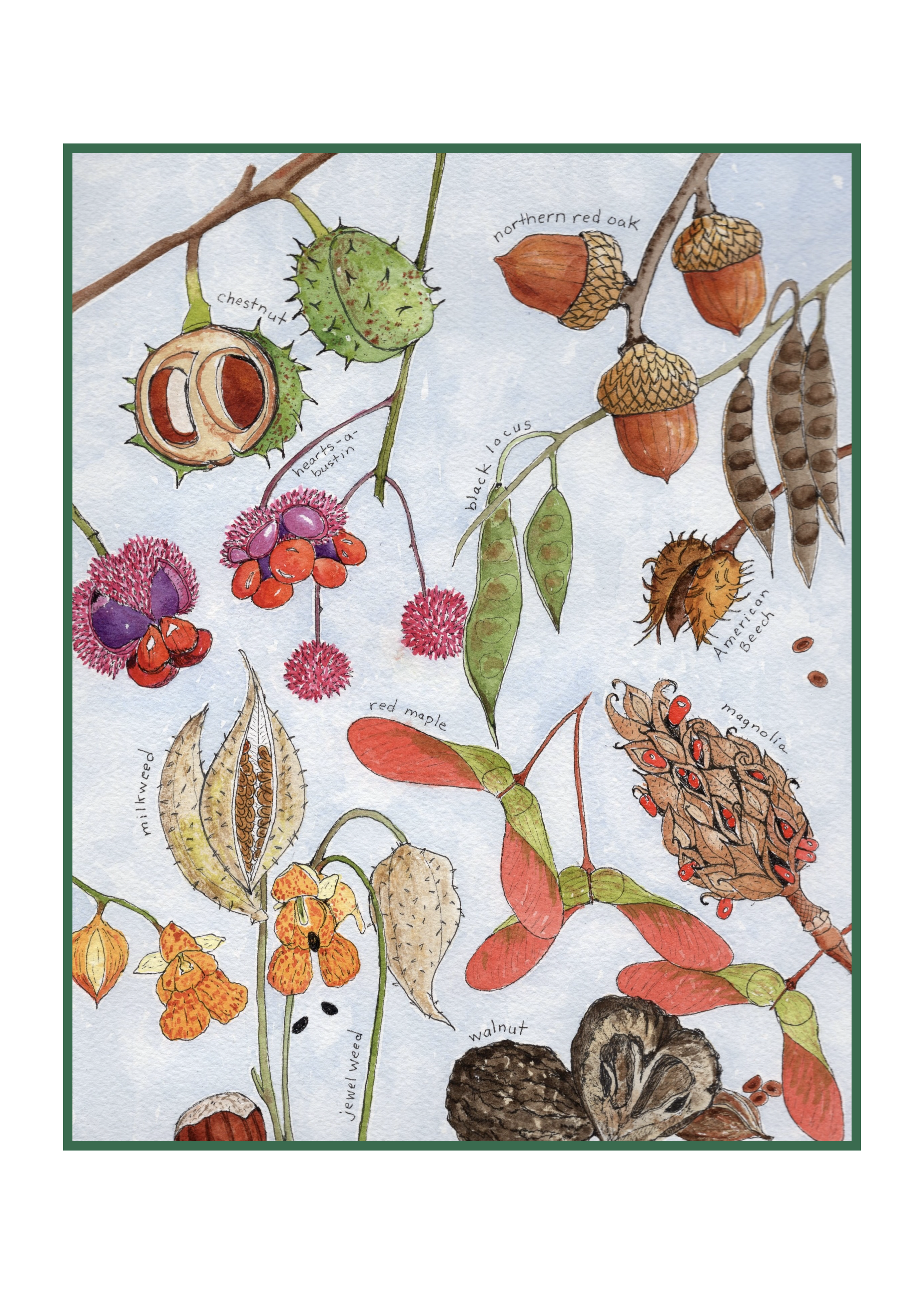 NY seed pods.001.png