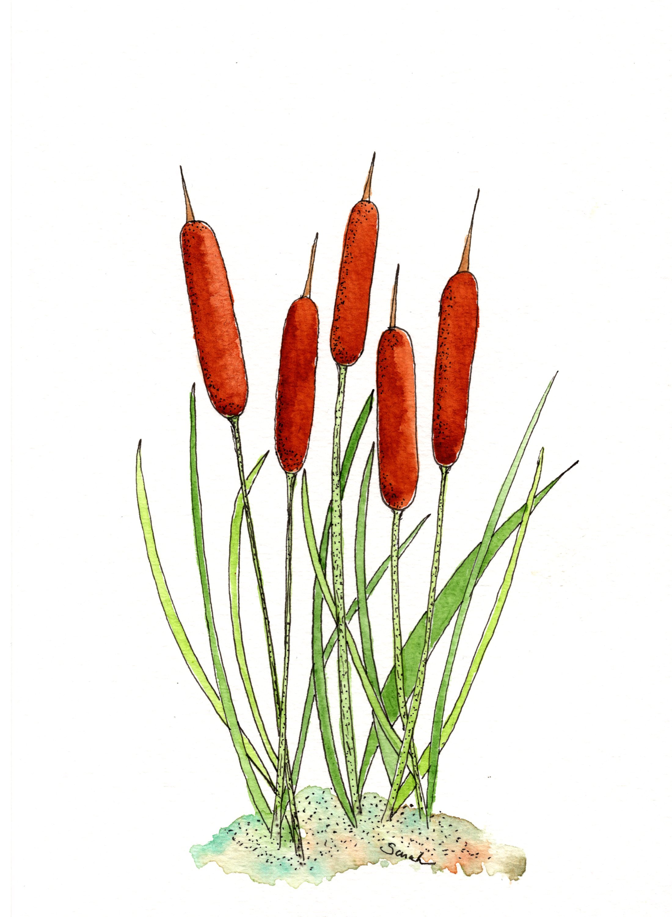 cattails.jpg