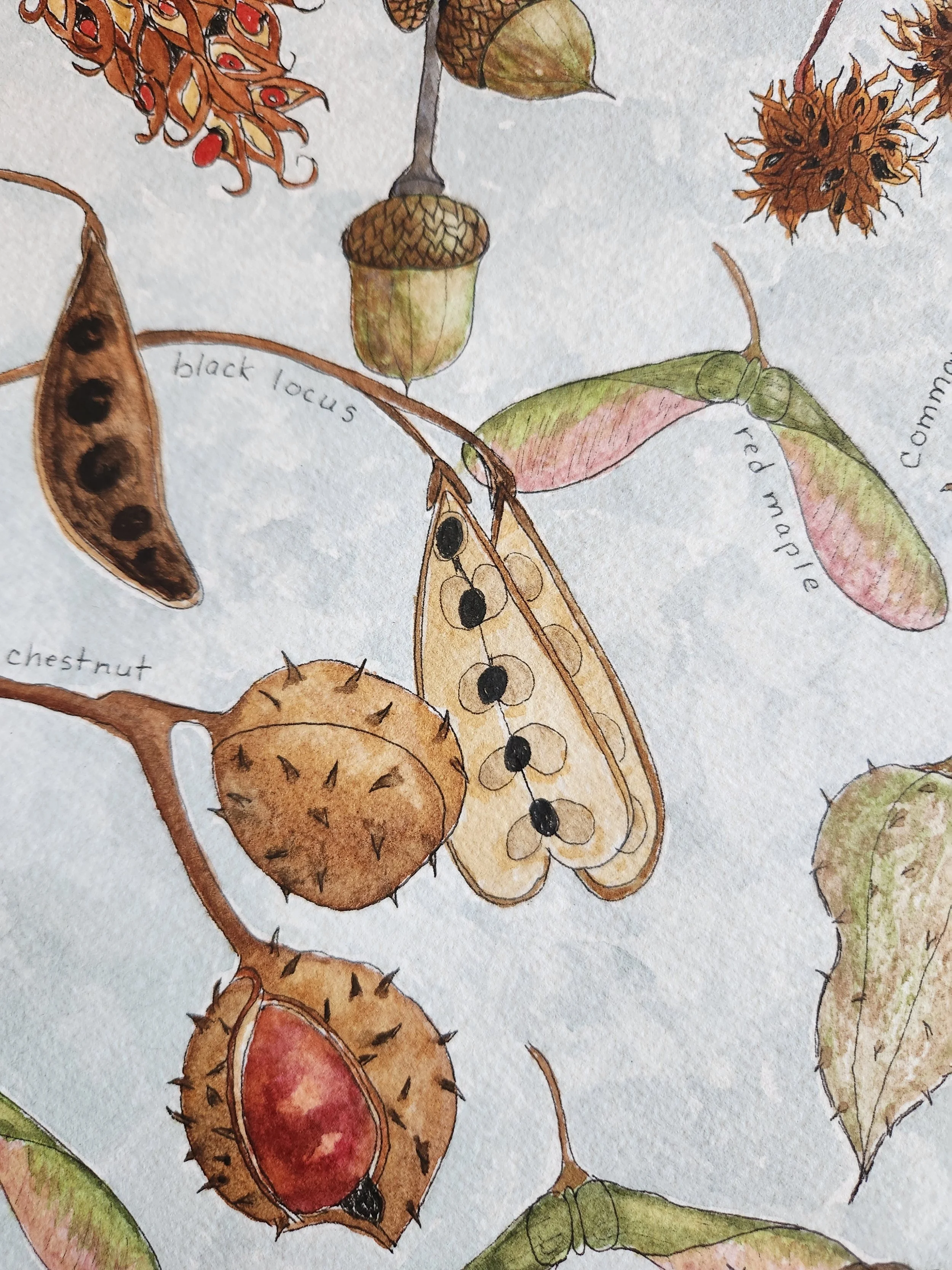 seed pods of the northeast ll-2.jpg