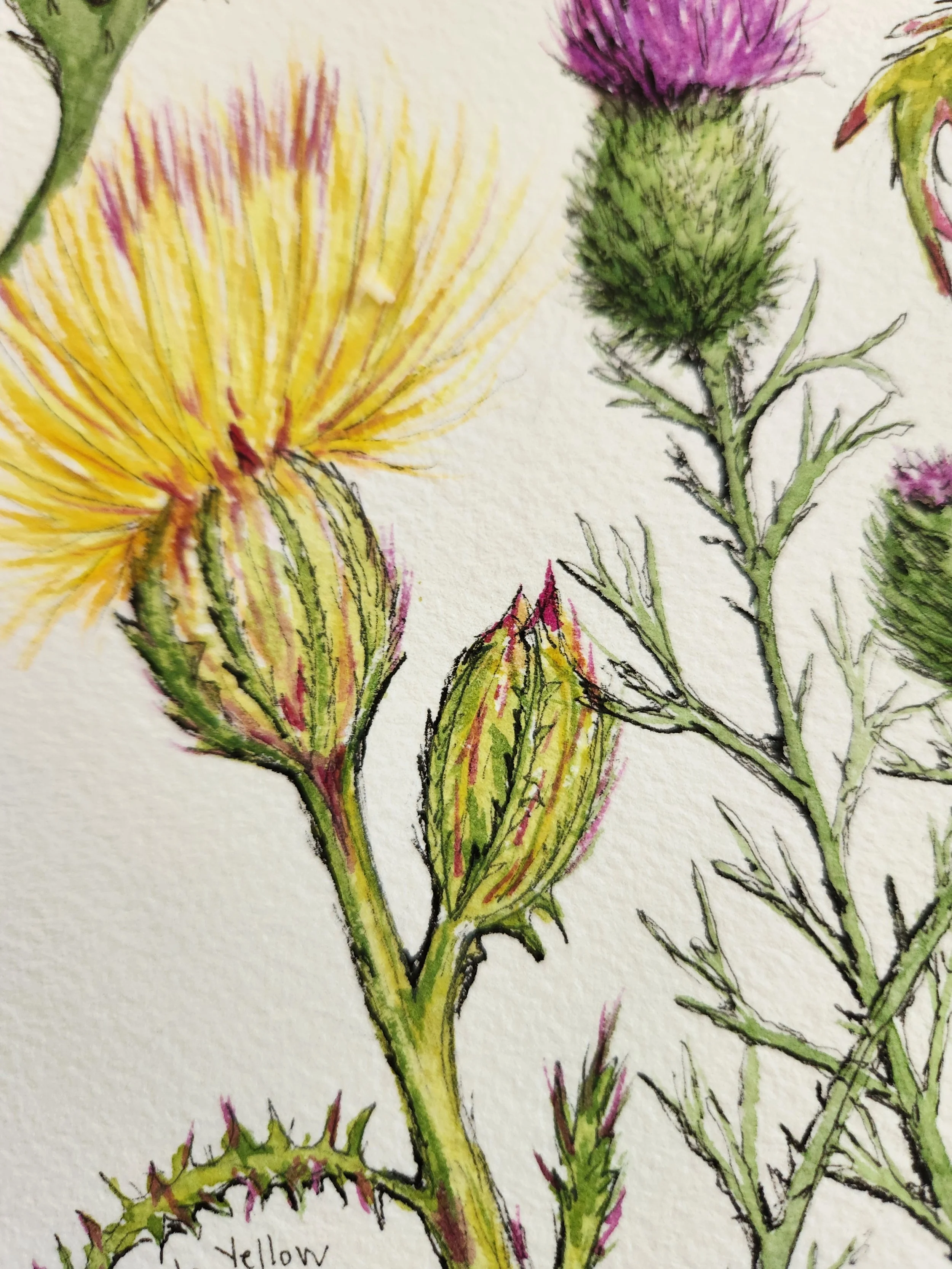 thistles-1-sarah-lalonde.jpg