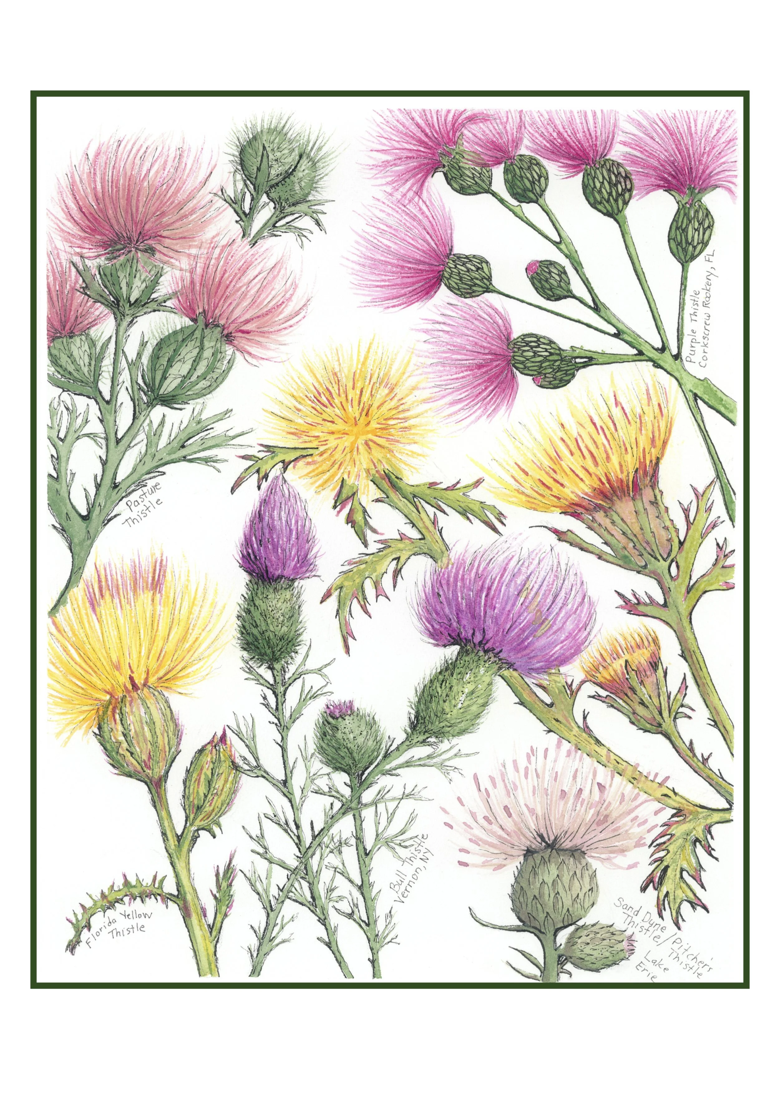 thistles-watercolor-sarah-lalonde.001.jpeg